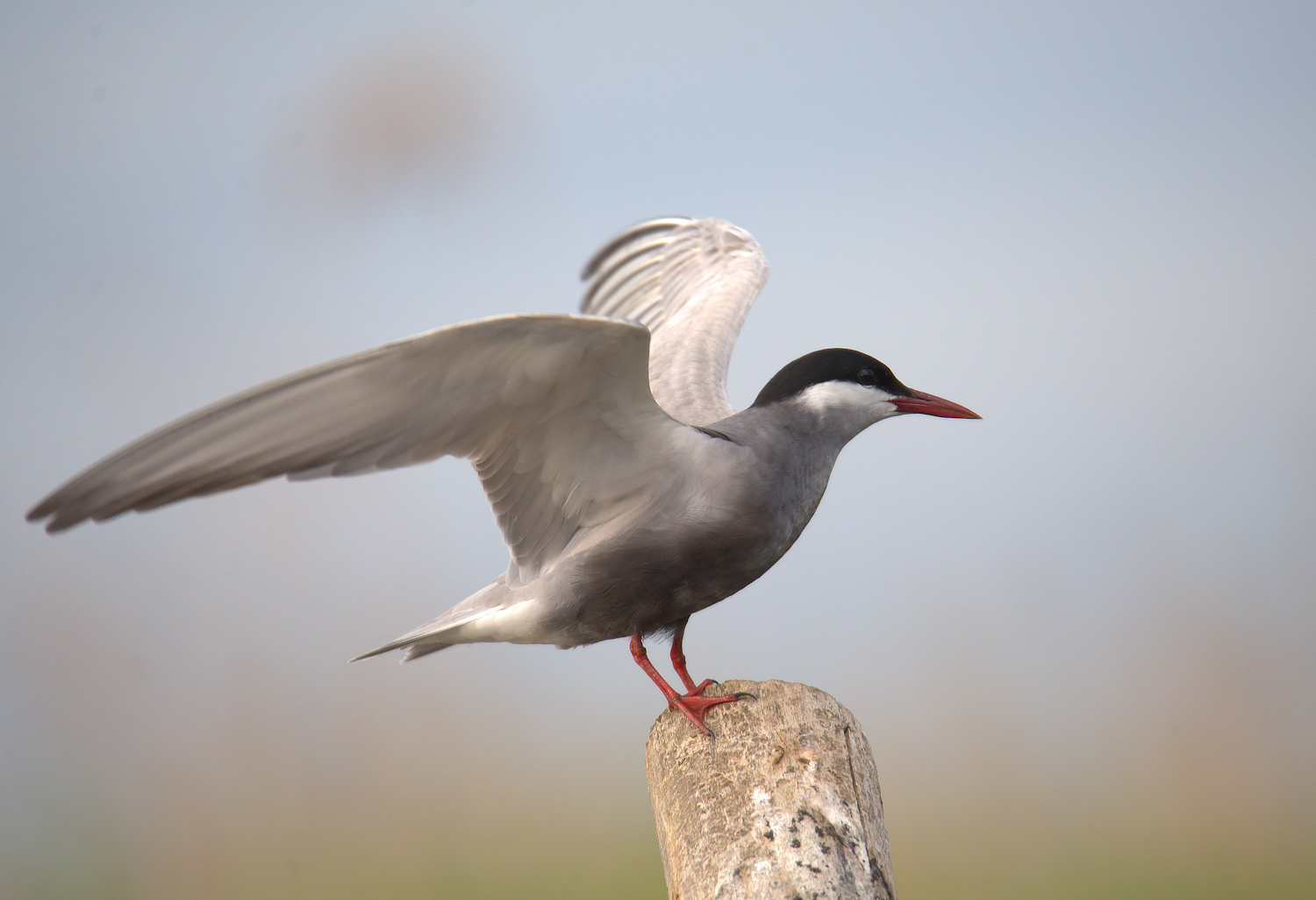 Tern