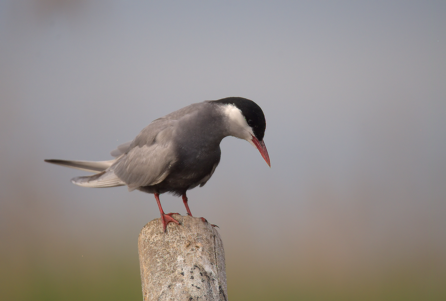 Tern