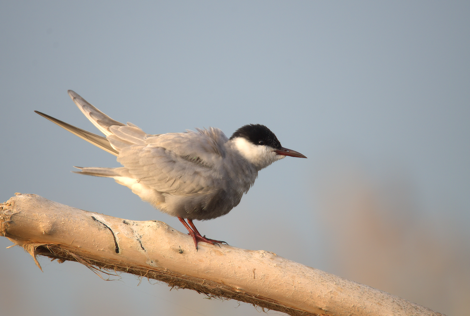 Tern