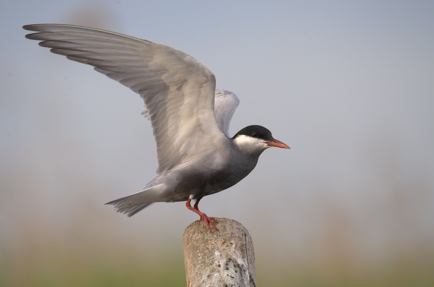 Tern