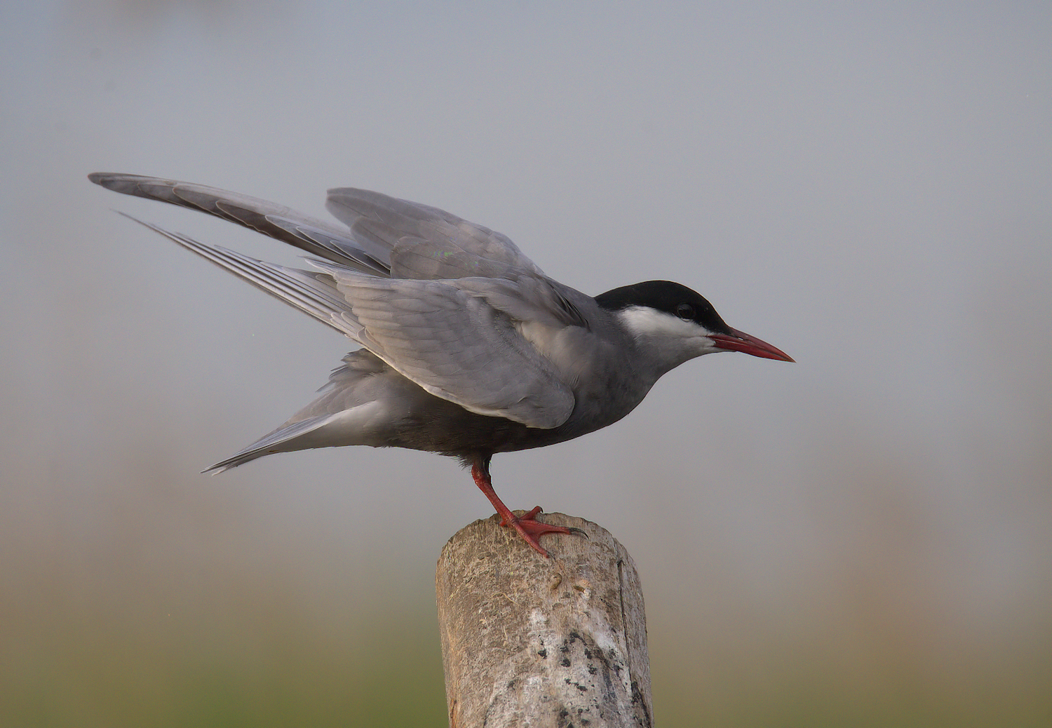 Tern