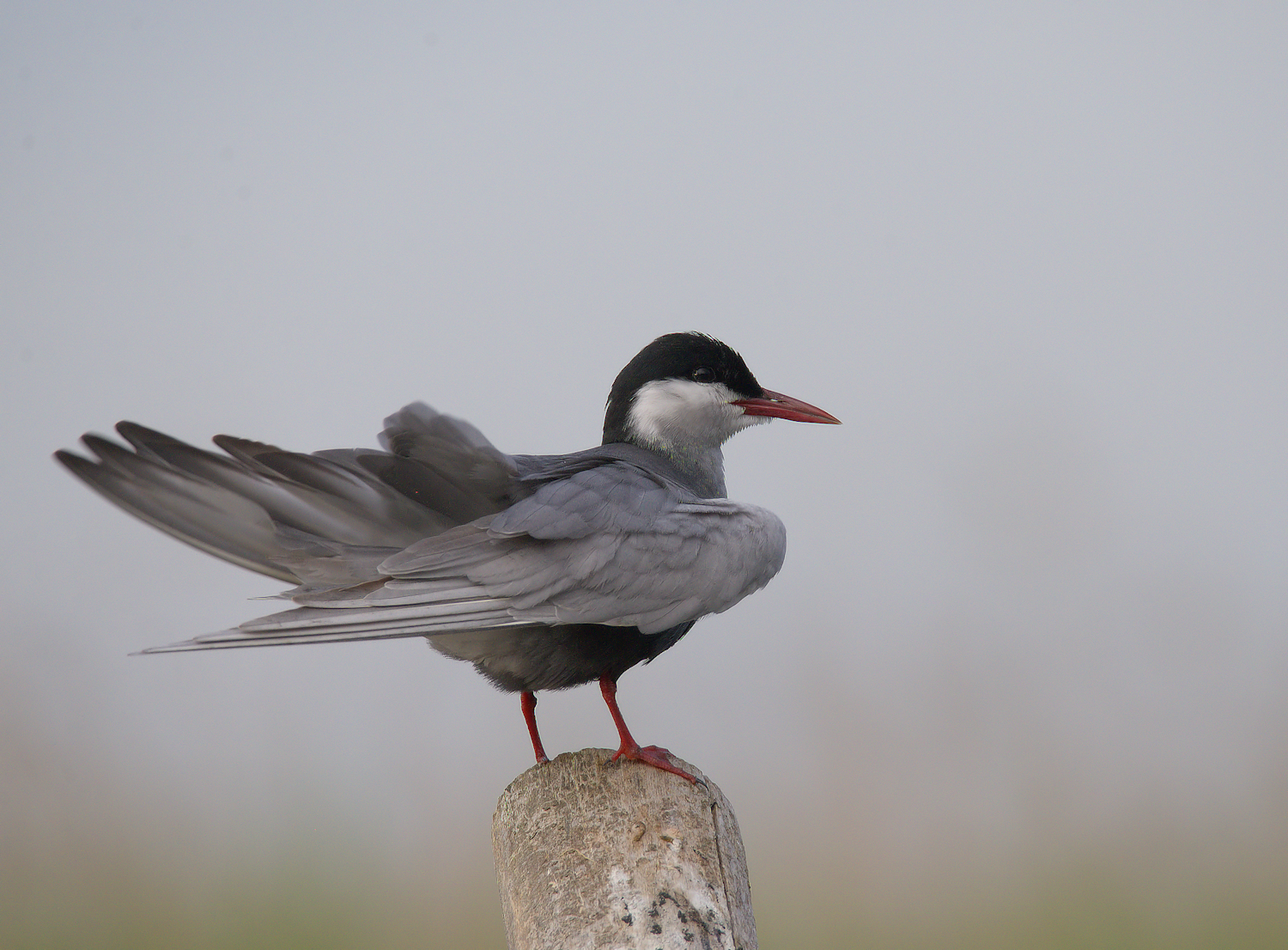 Tern