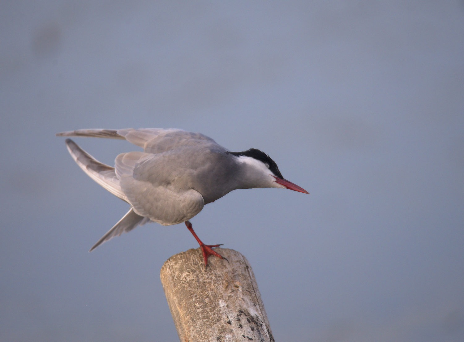 Tern