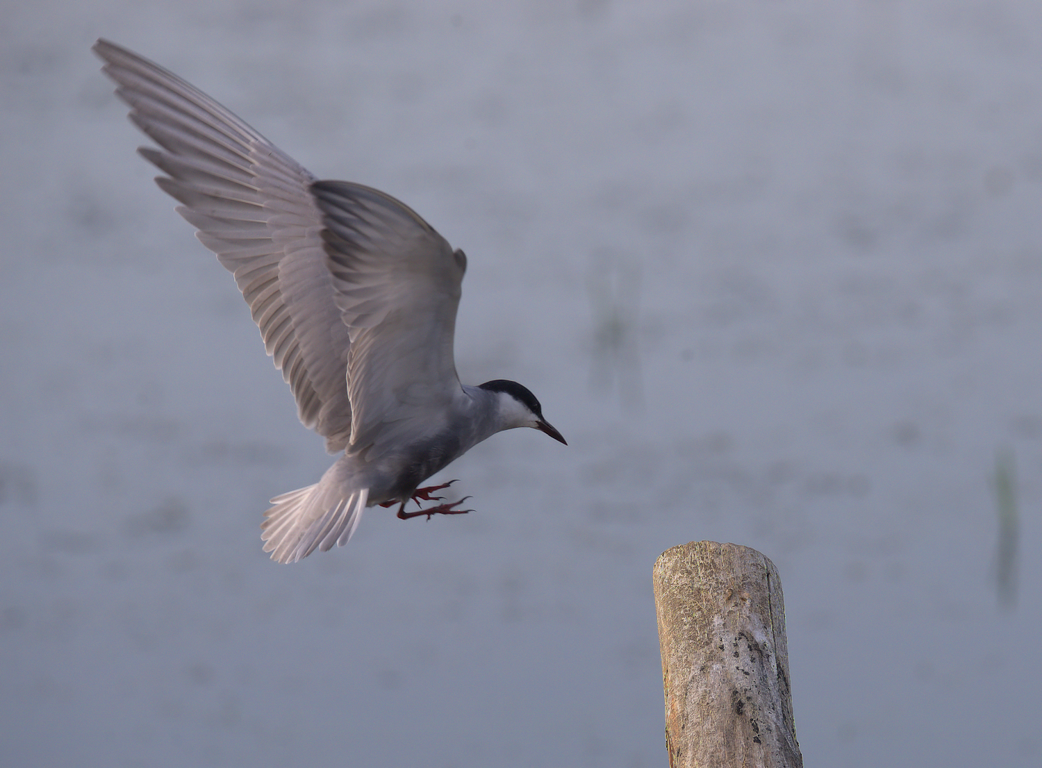 Tern
