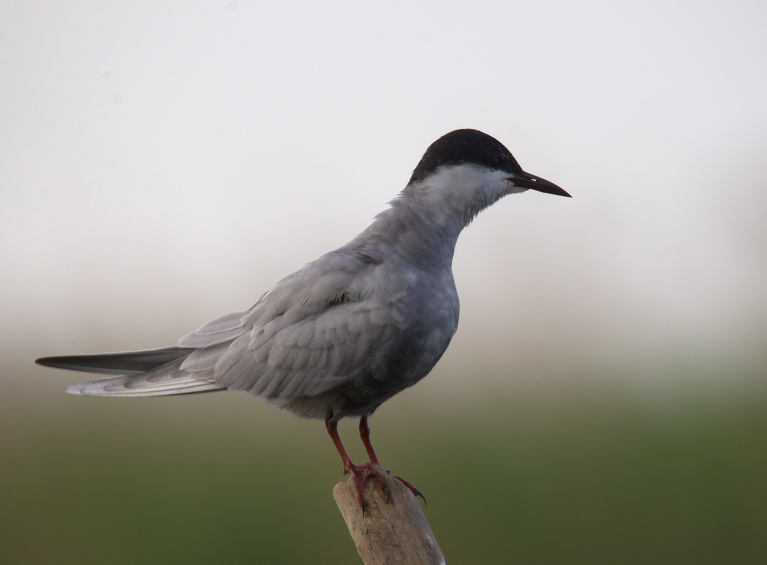 Tern