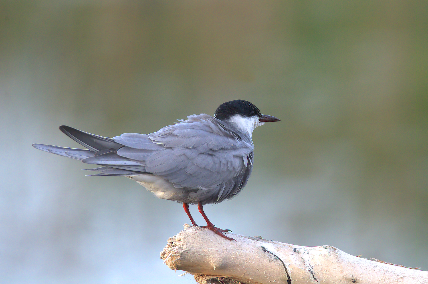 Tern