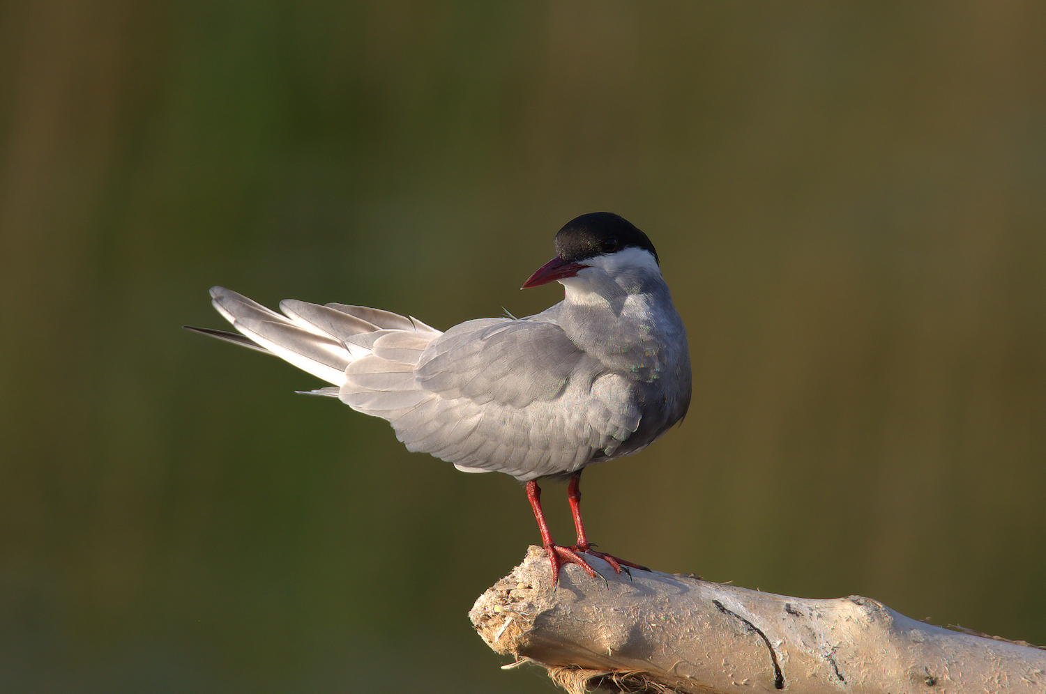 Tern