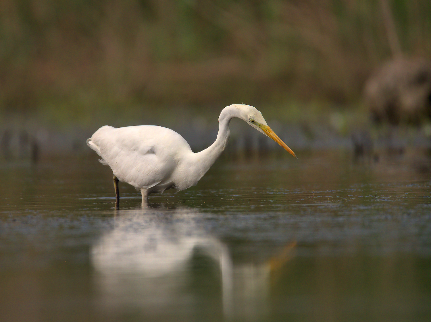 Big White Heron