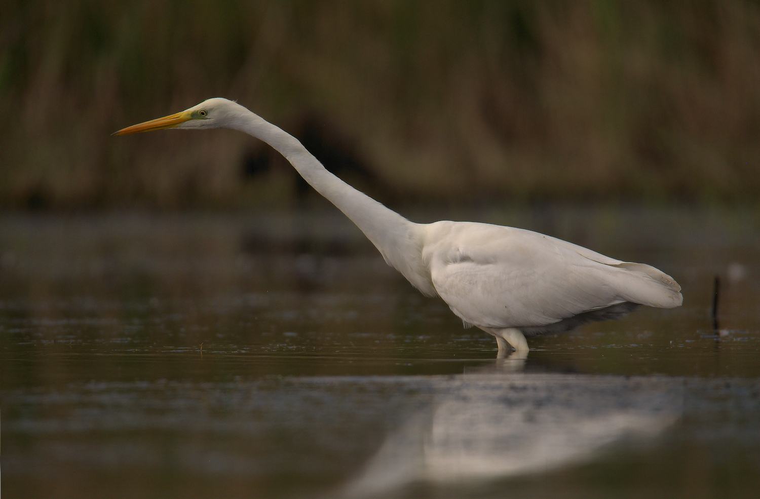 Big White Heron
