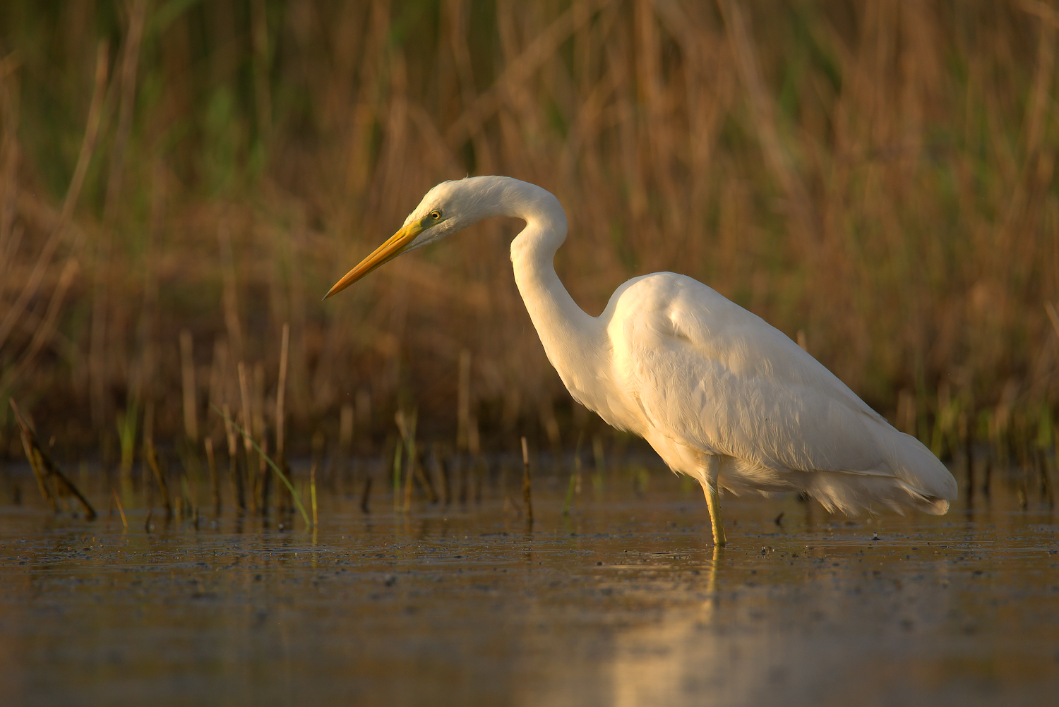 Big White Heron