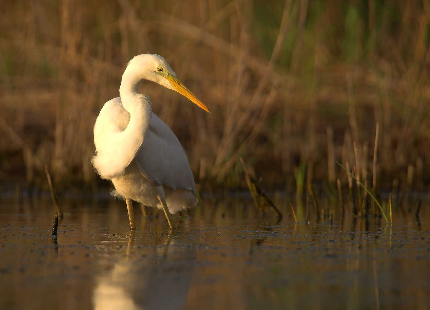 Big White Heron