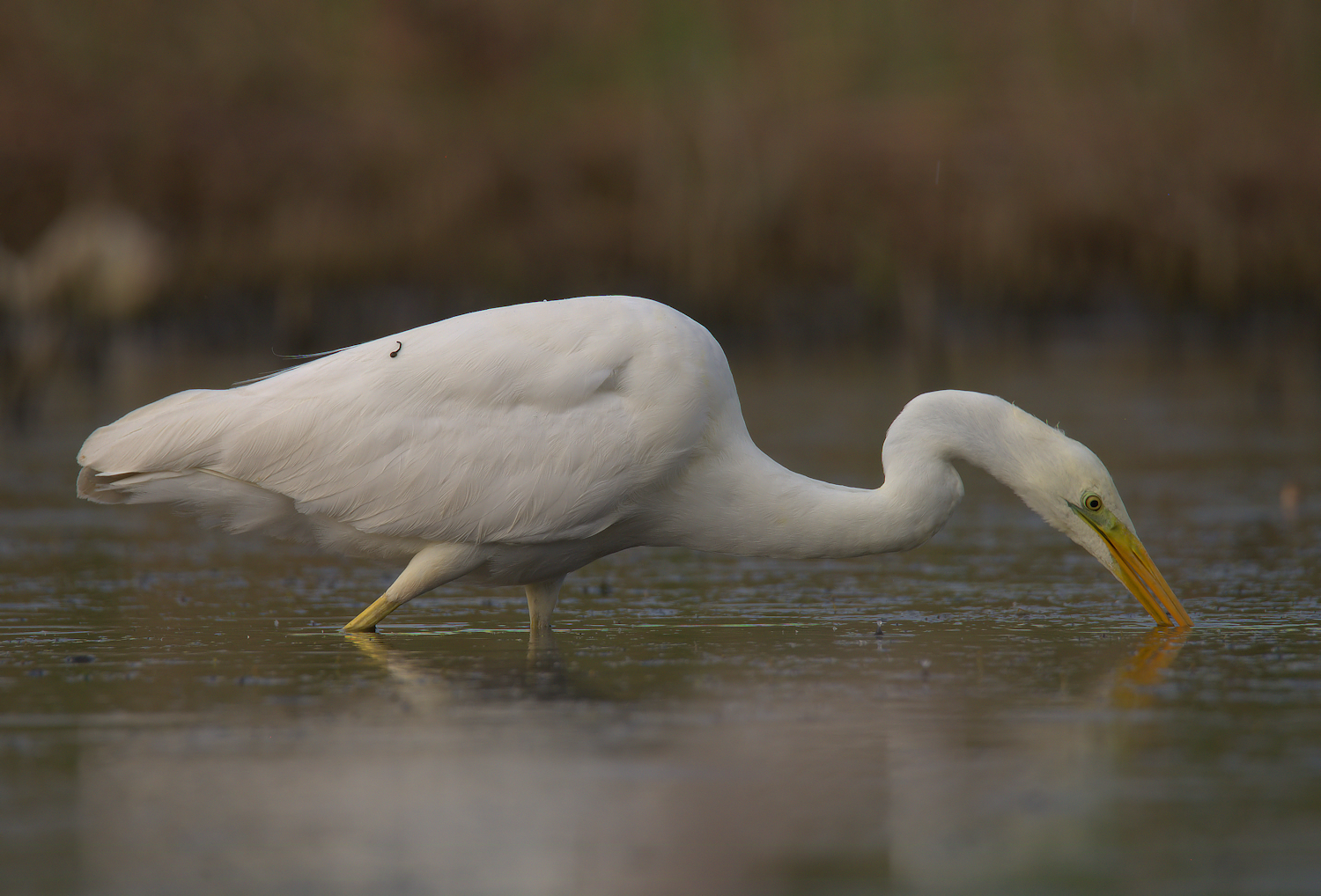 Big White Heron