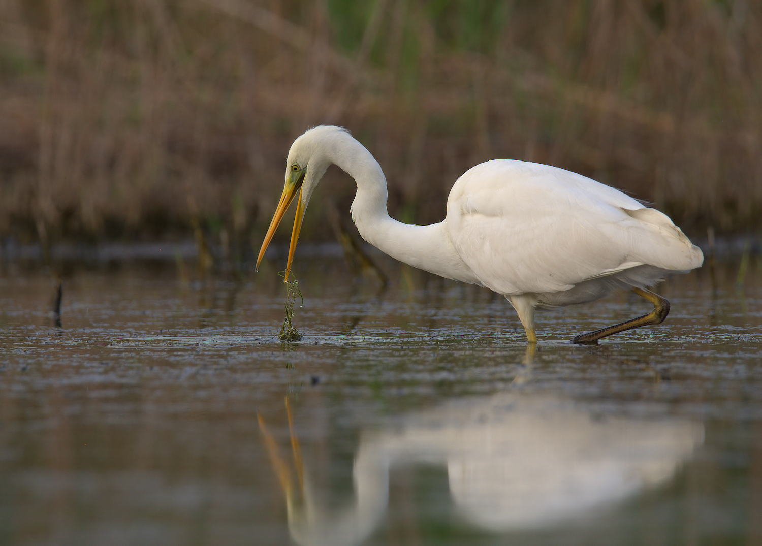 Big White Heron
