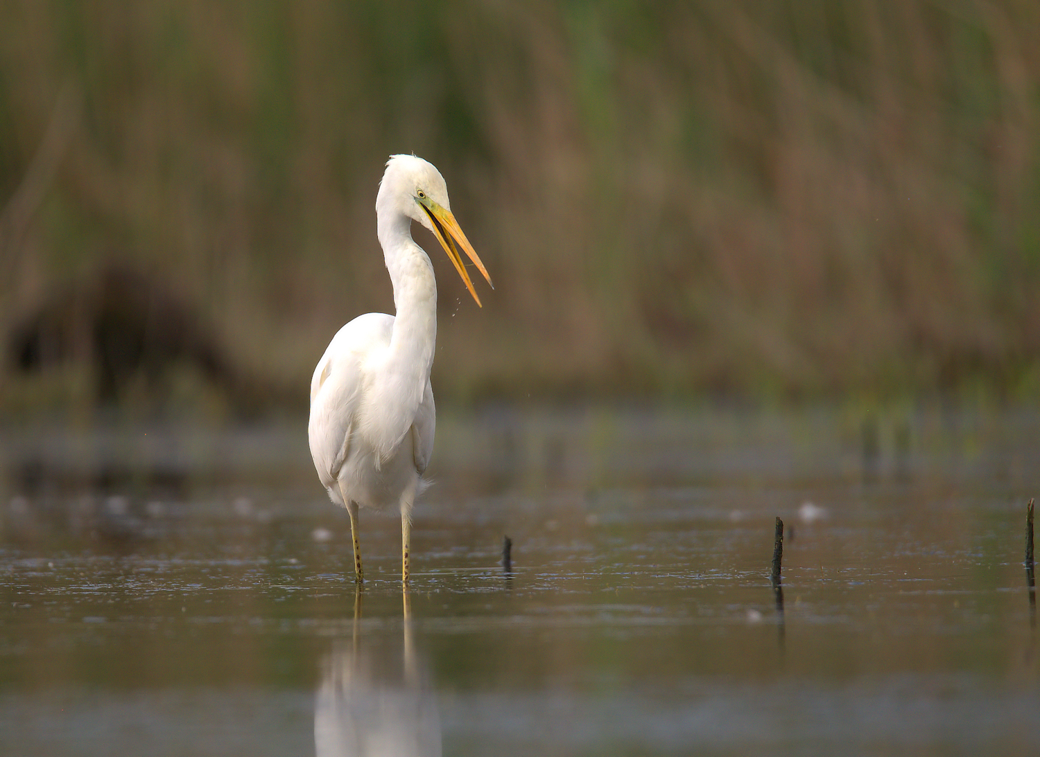 Big White Heron