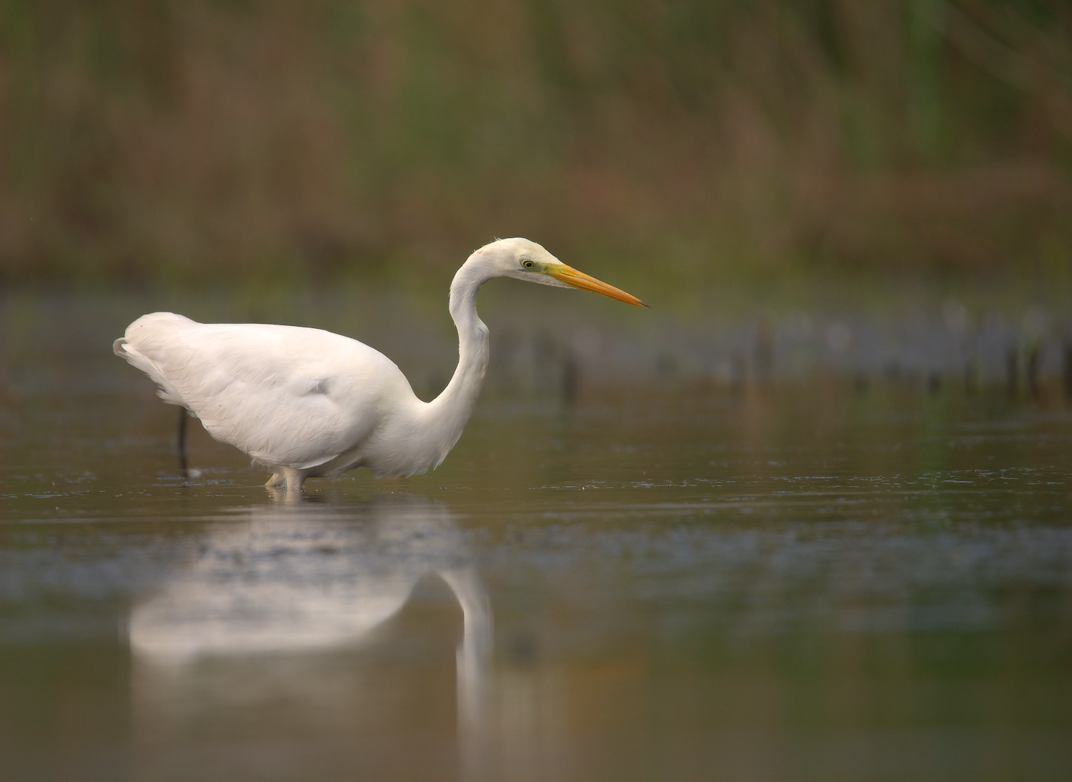 Big White Heron