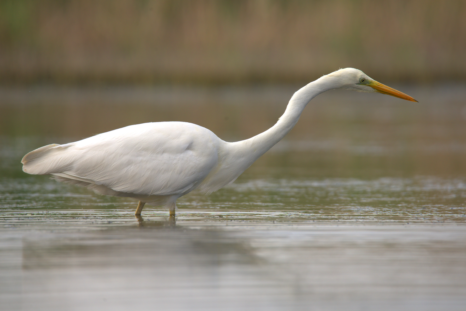 Big White Heron