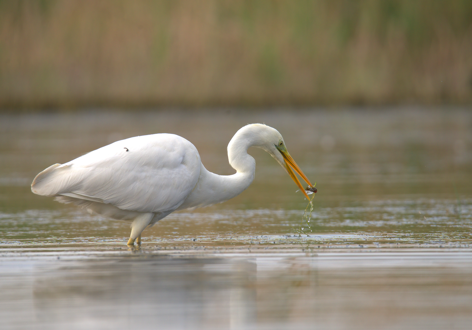 Big White Heron
