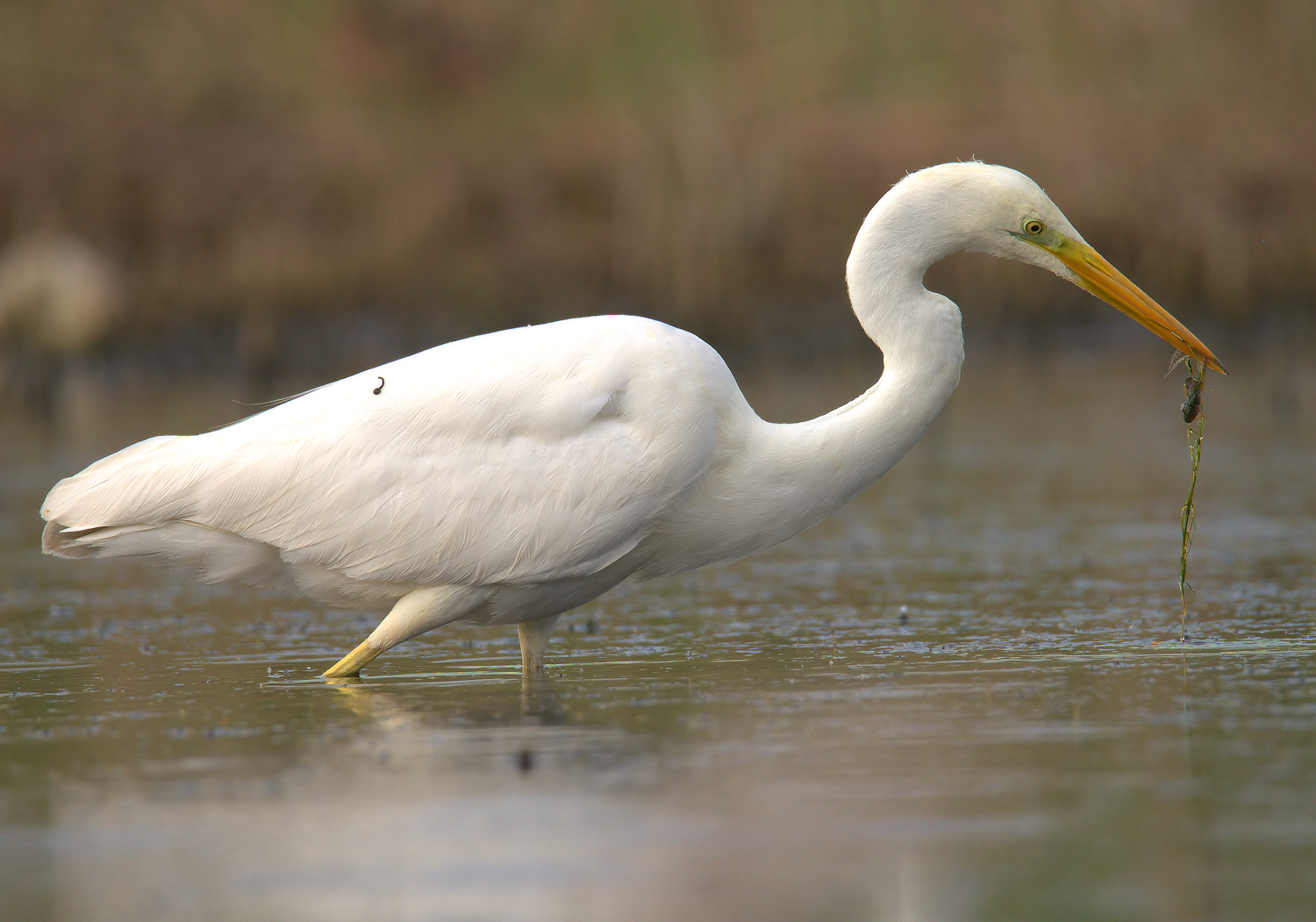 Big White Heron