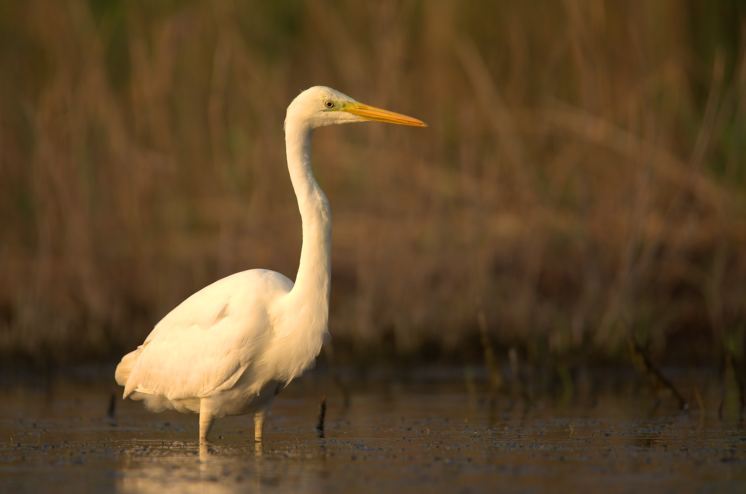 Big White Heron