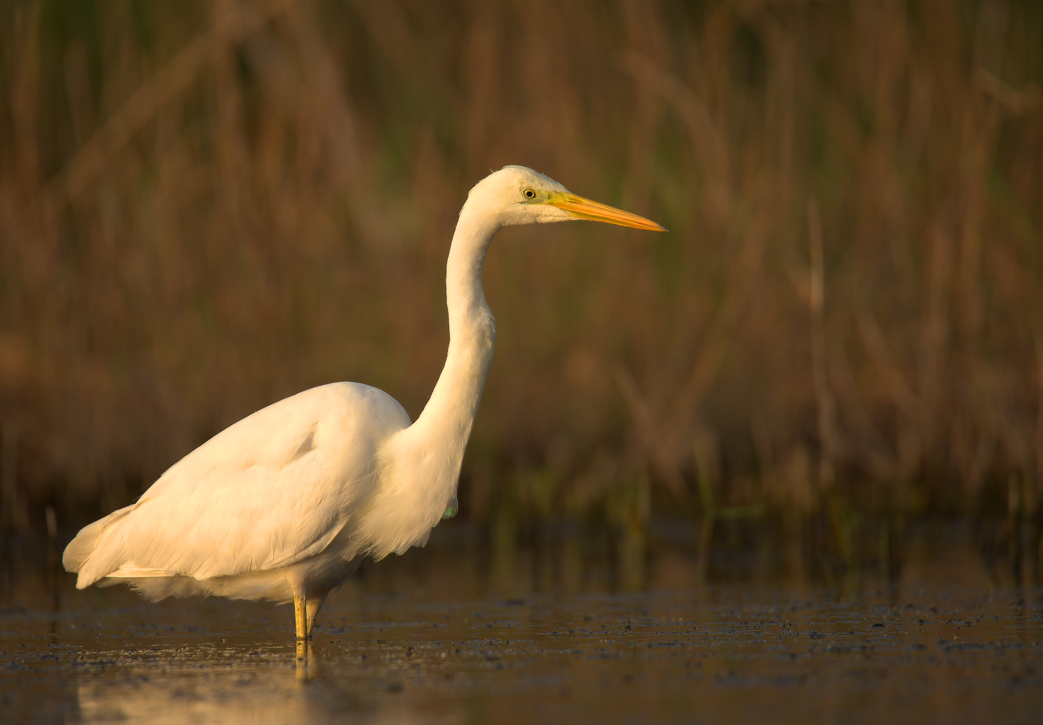 Big White Heron