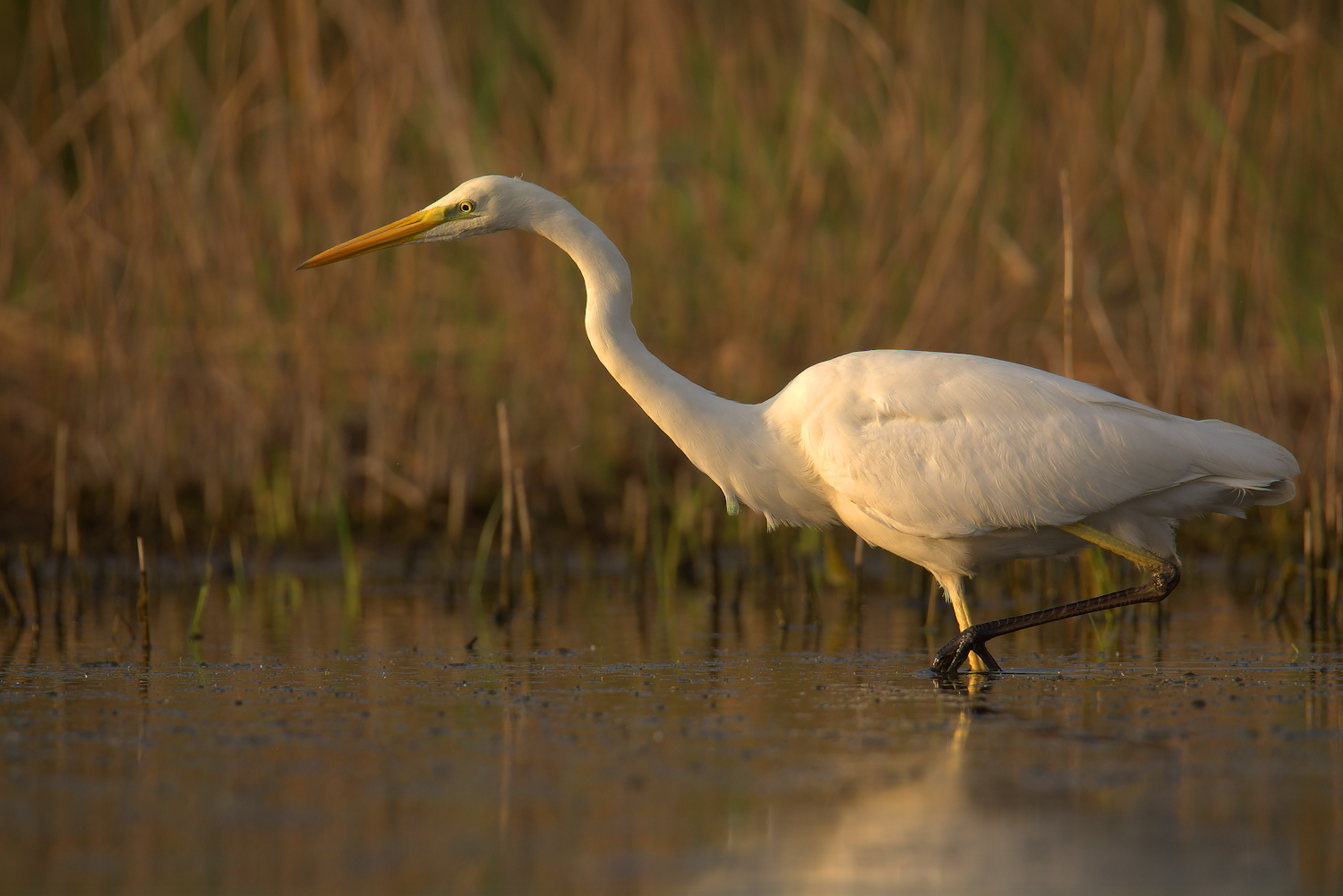 Big White Heron