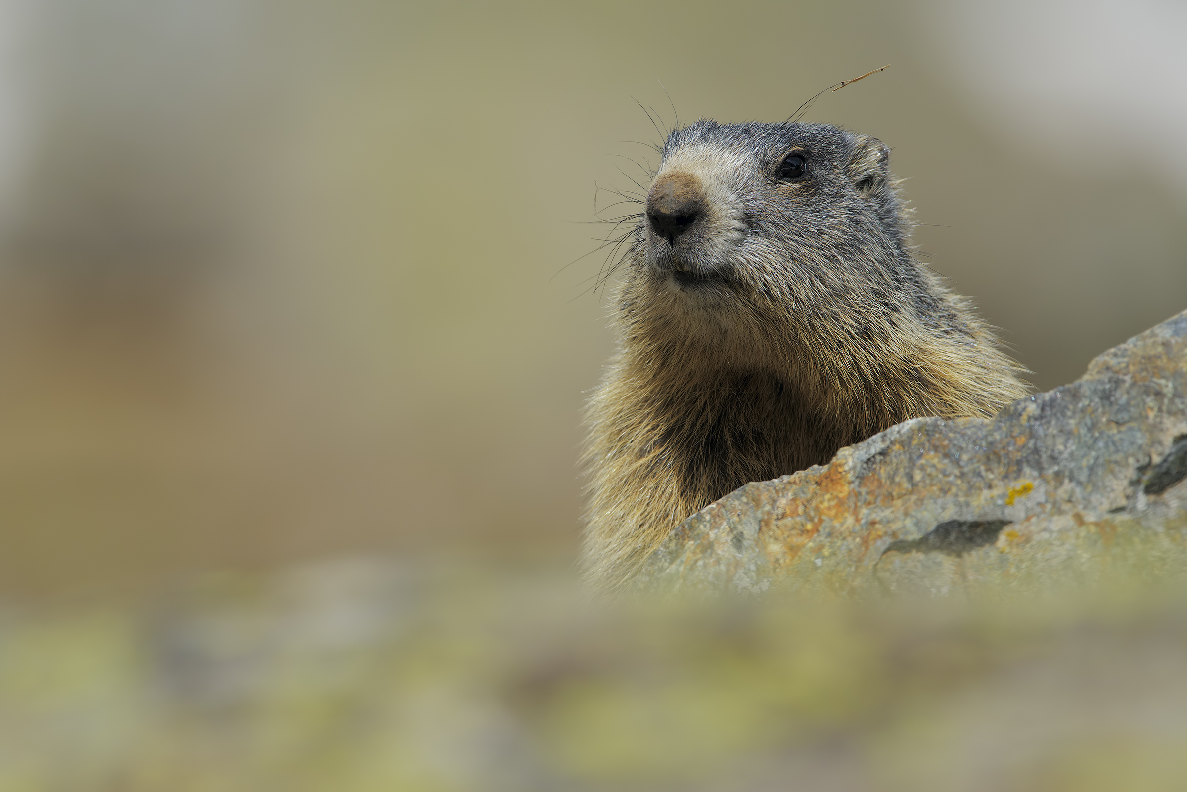 Buongiorno tra le rocce