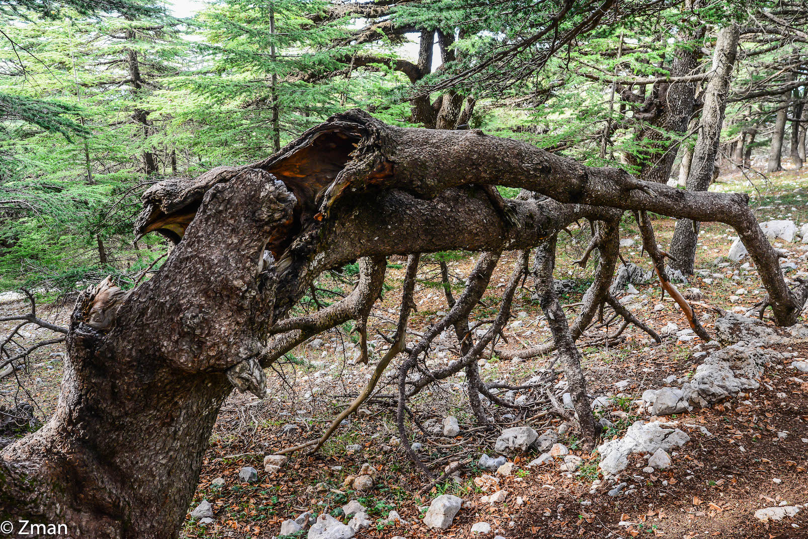 I cedri di al Barouk