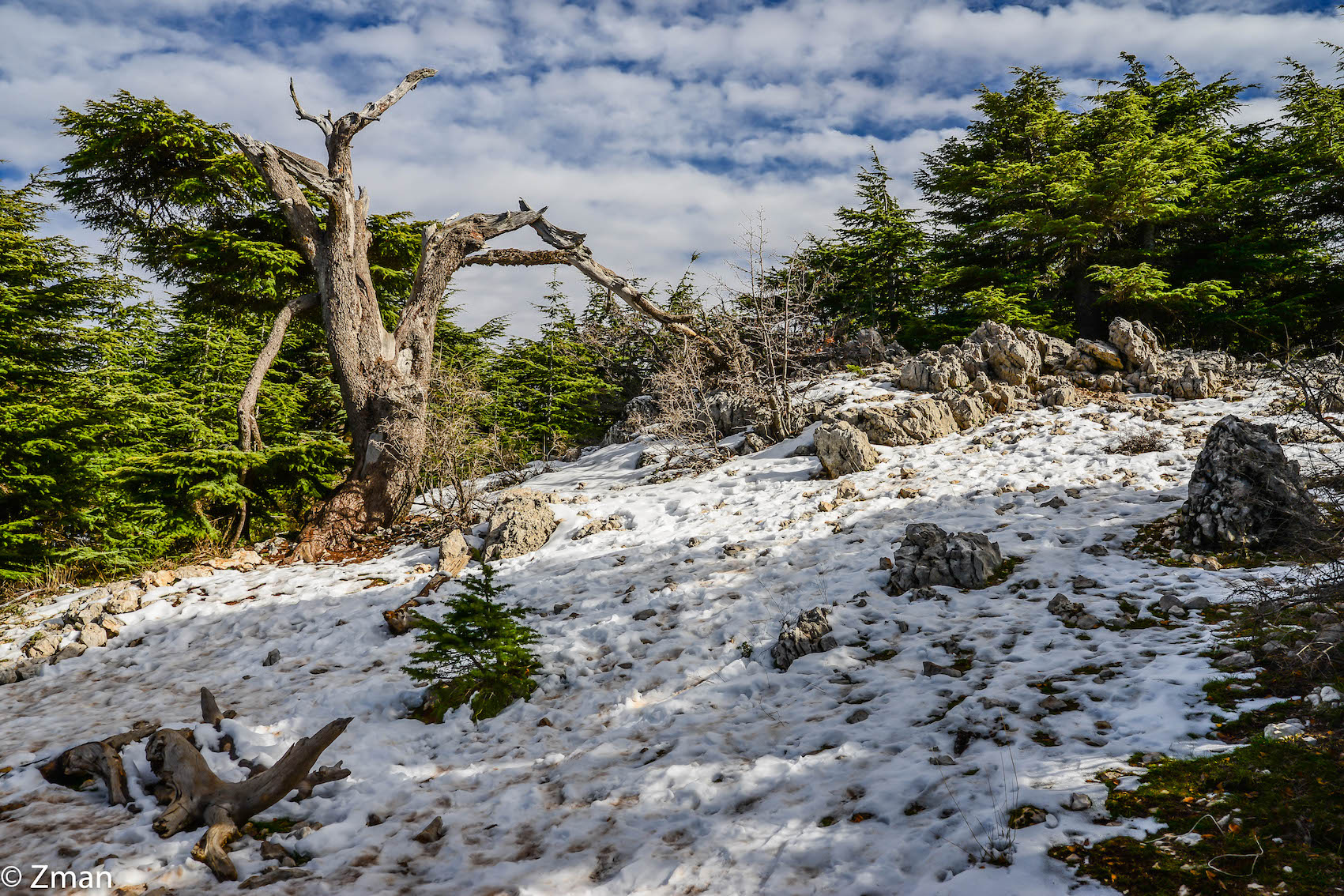 I cedri di al Barouk