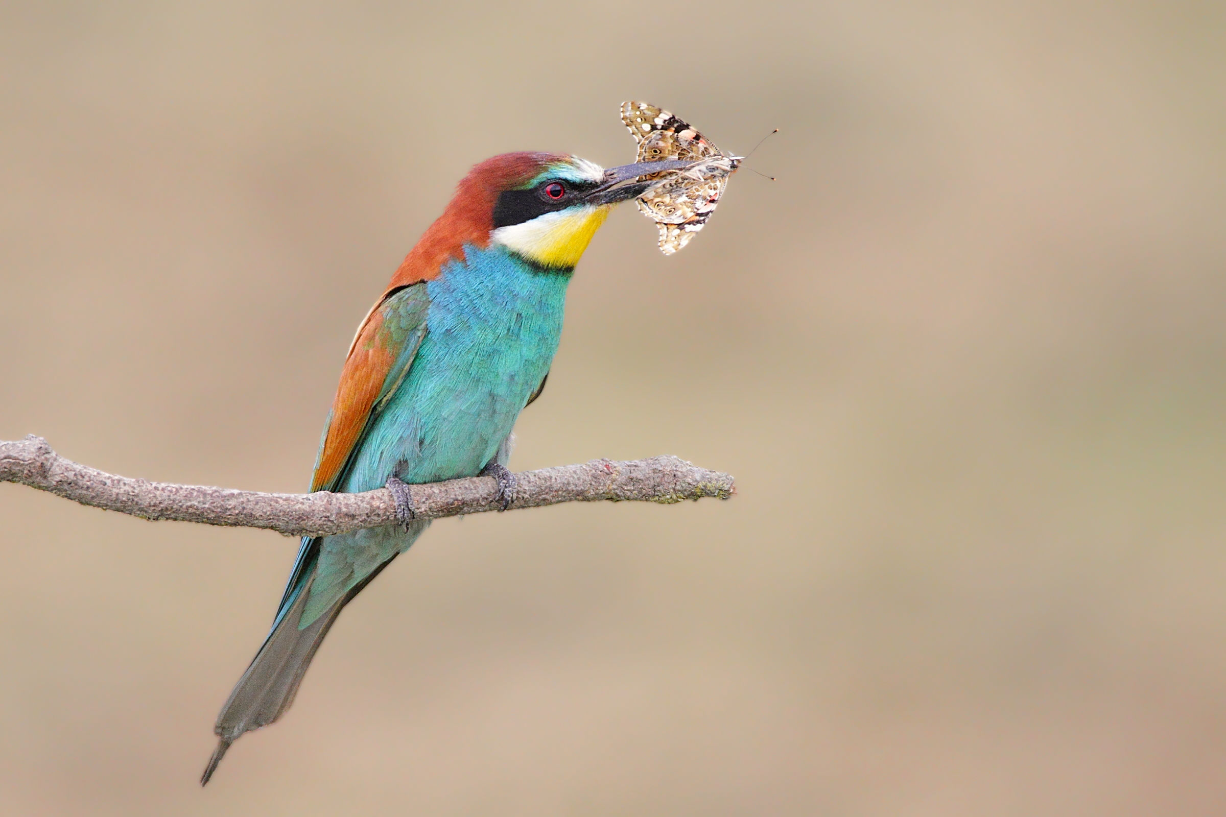 No bees? I eat Butterflies!