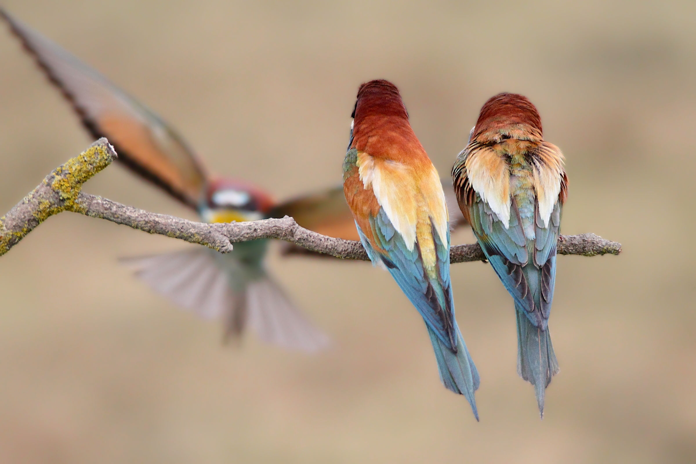 Comes the third wheel