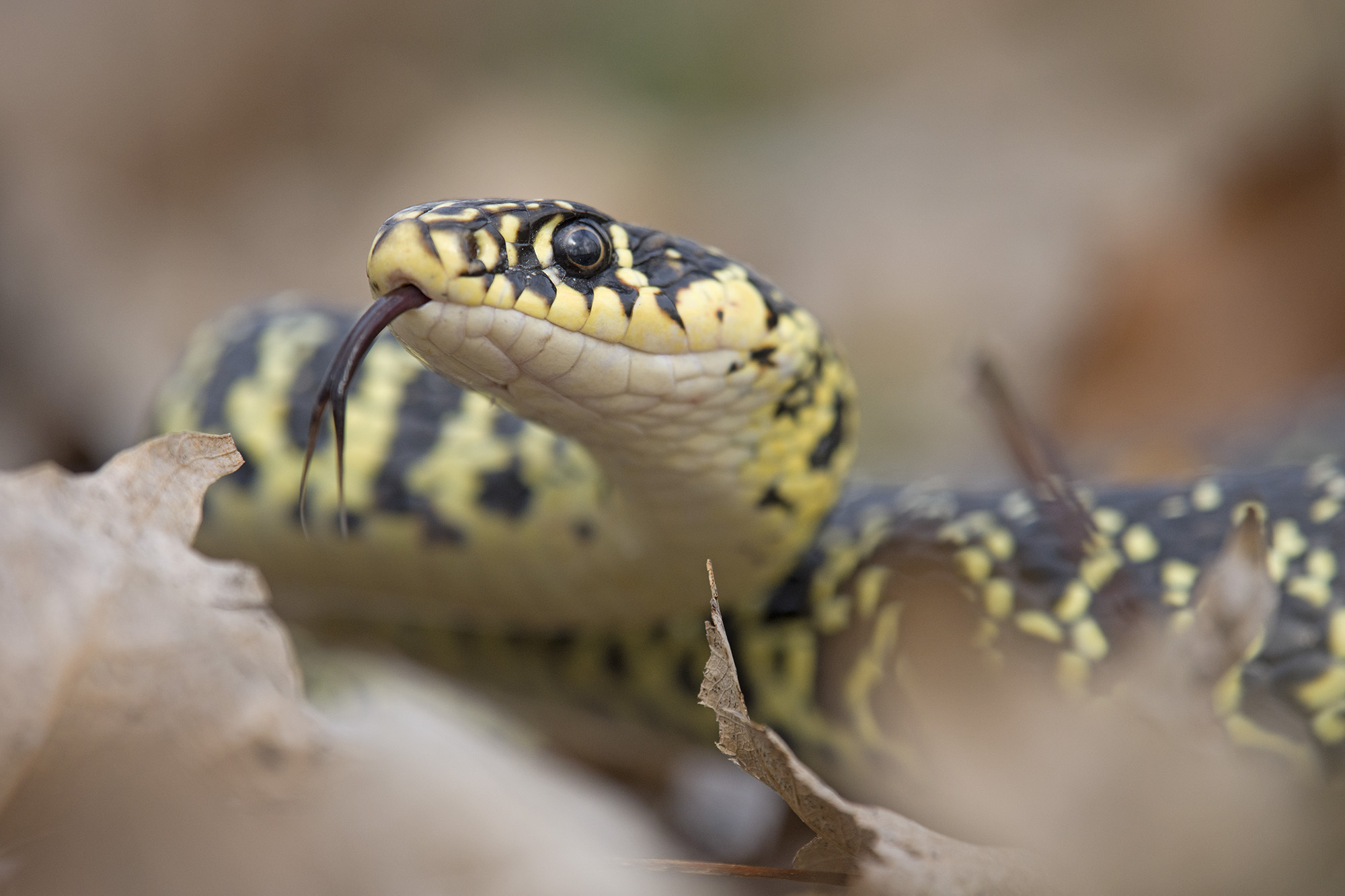 Snake (Hierophis viridiflavus)
