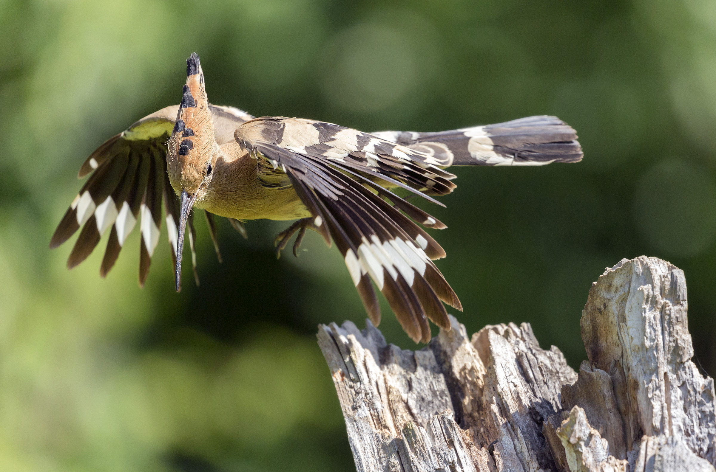 Hoopoe