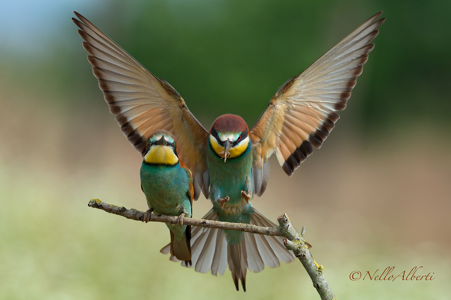 Hanger on arrival with prey!