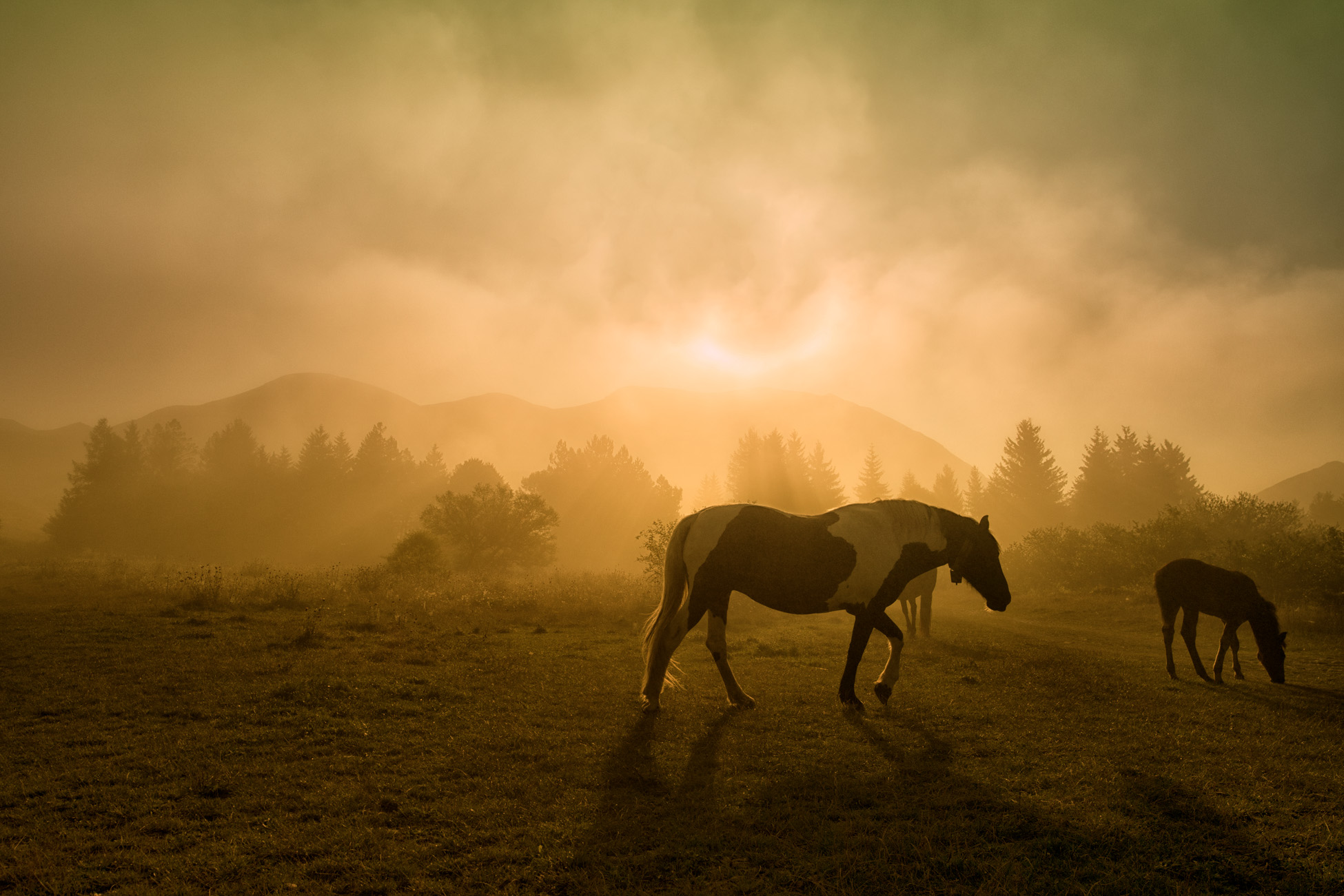 Summer Fog at dawn