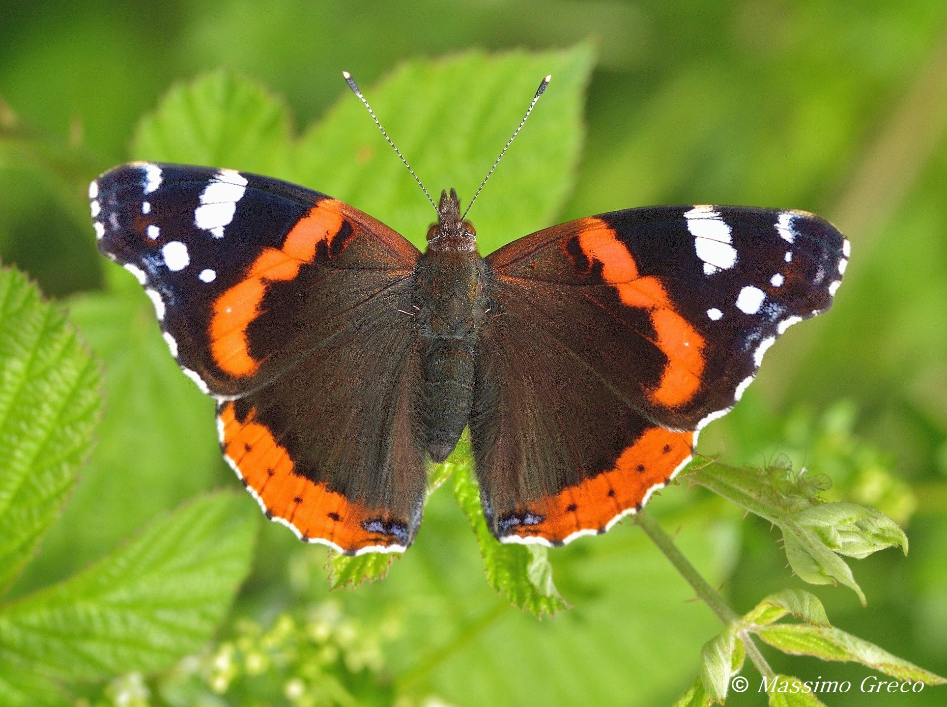 Vanessa atalanta