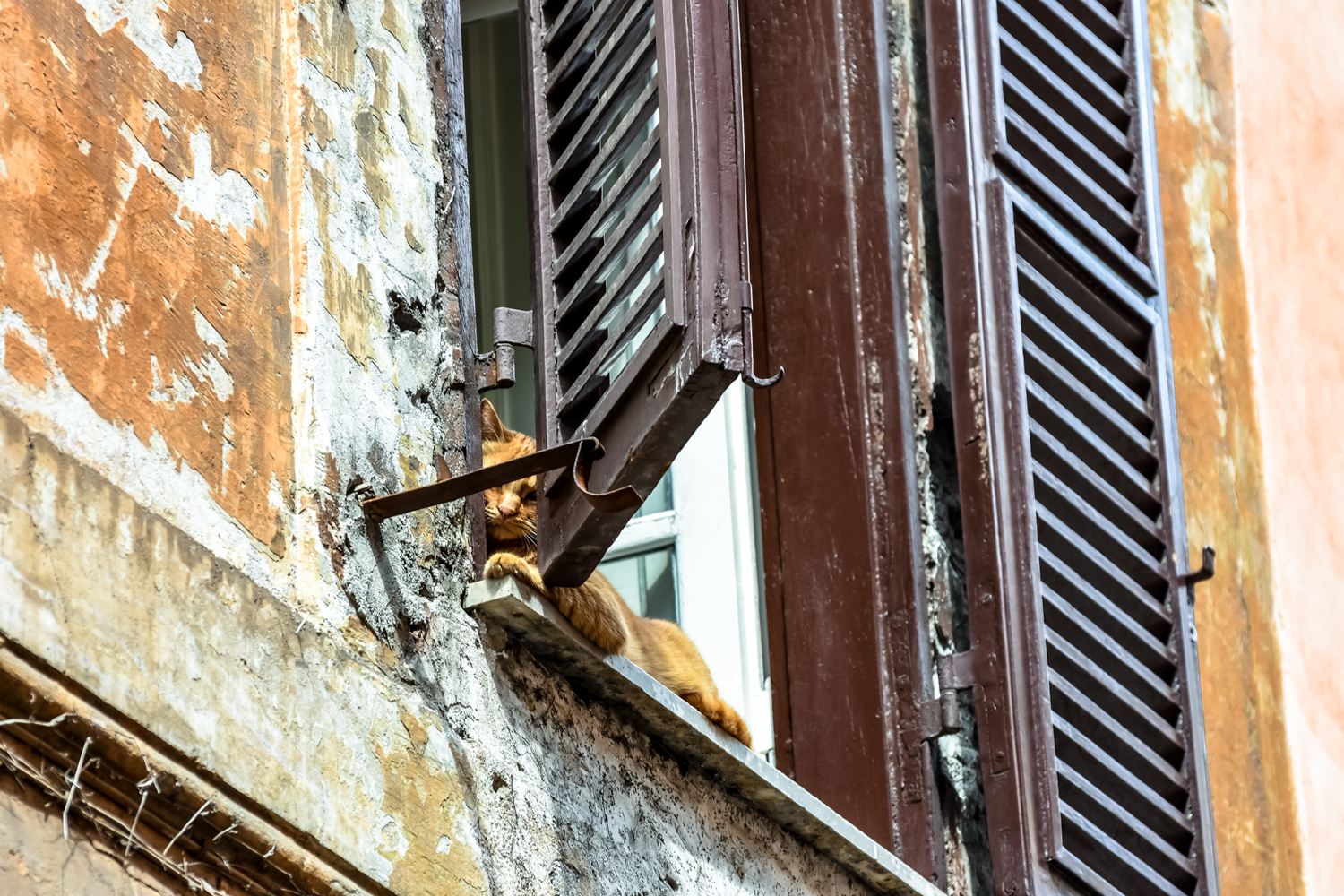 Romeo, il mejo gatto del Colosseo.