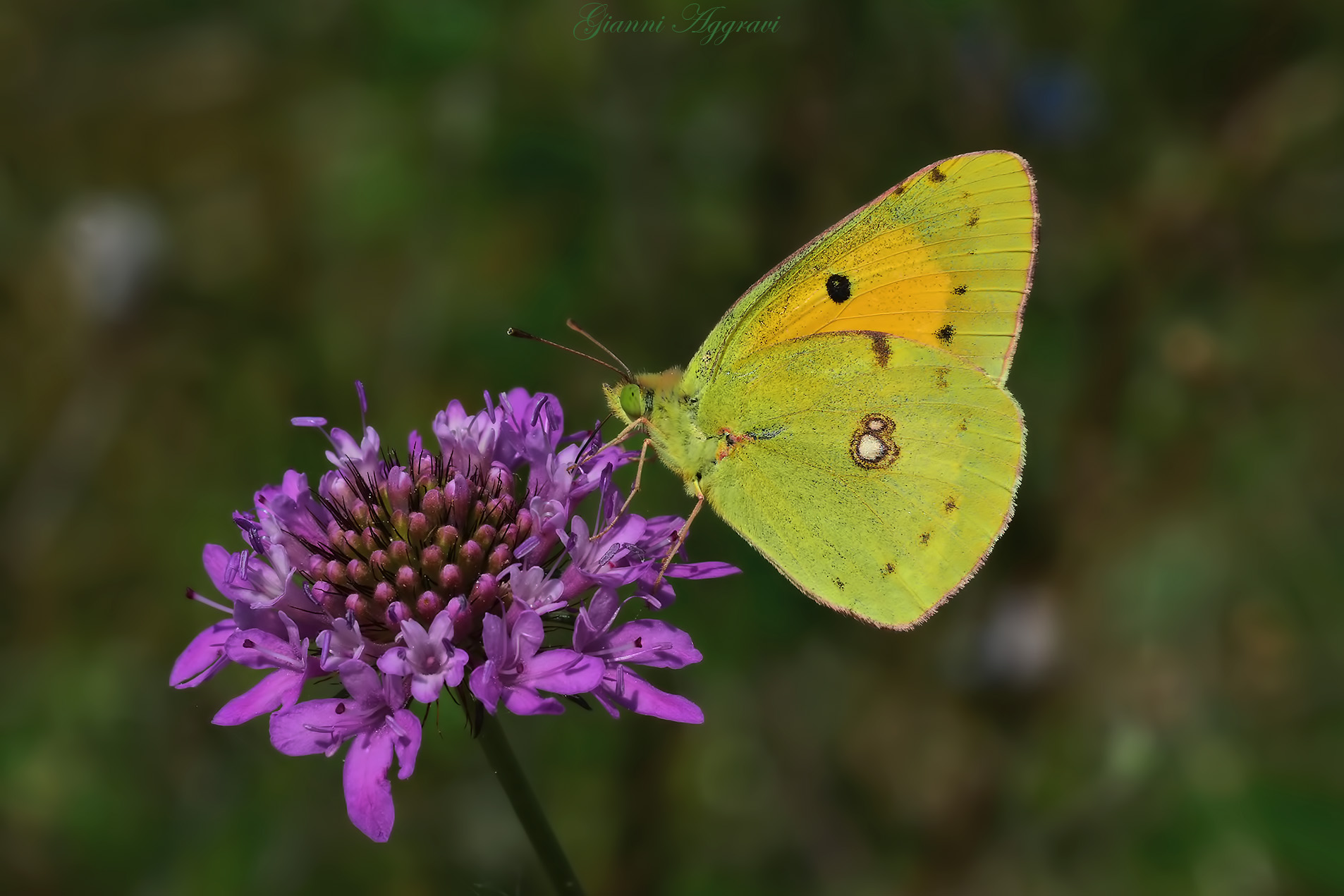 Colias Charles