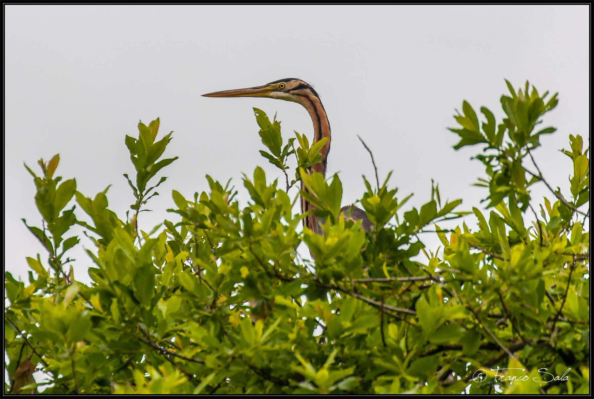 Garzaia of Celpenchio