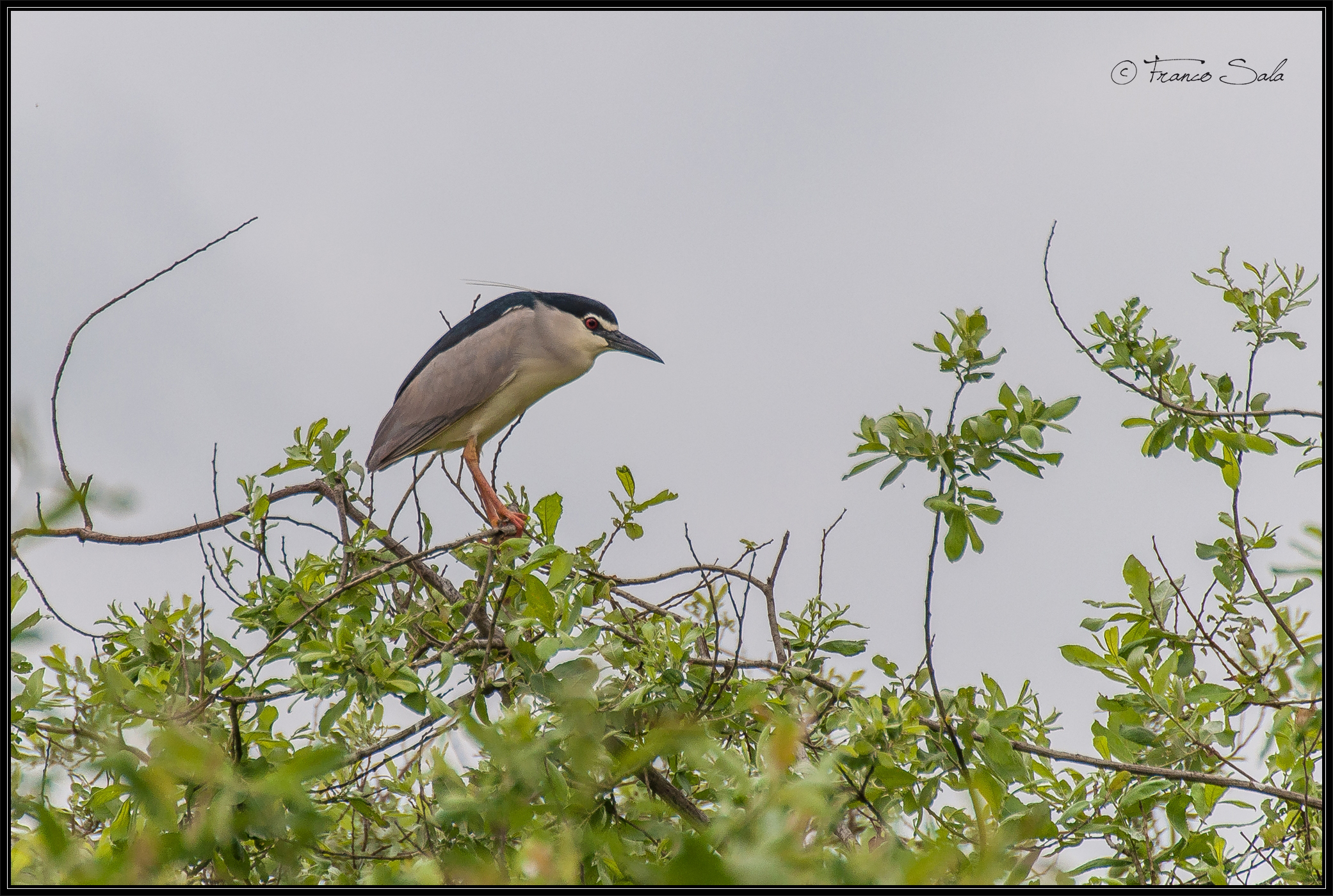Garzaia of Celpenchio