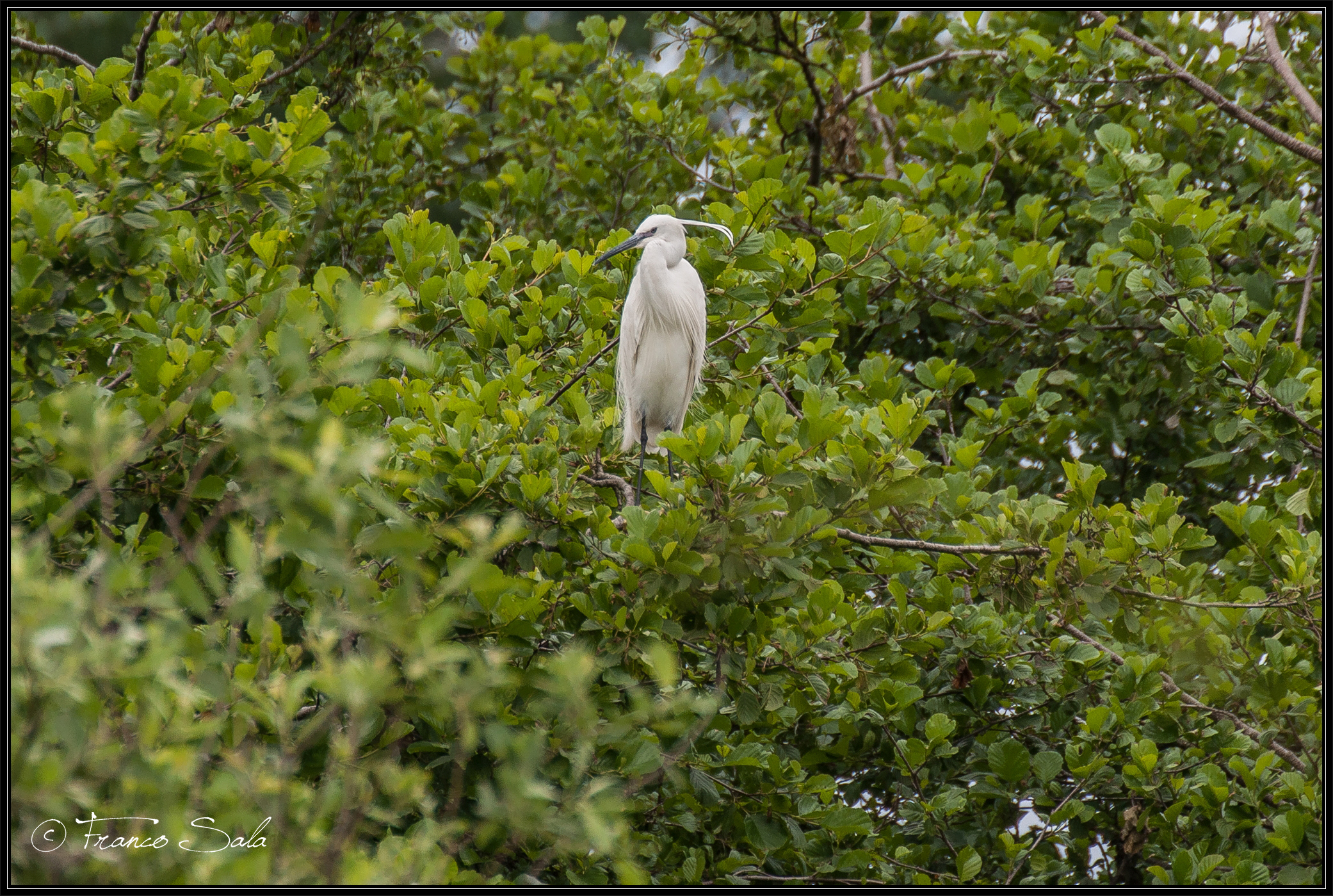 Garzaia of Celpenchio