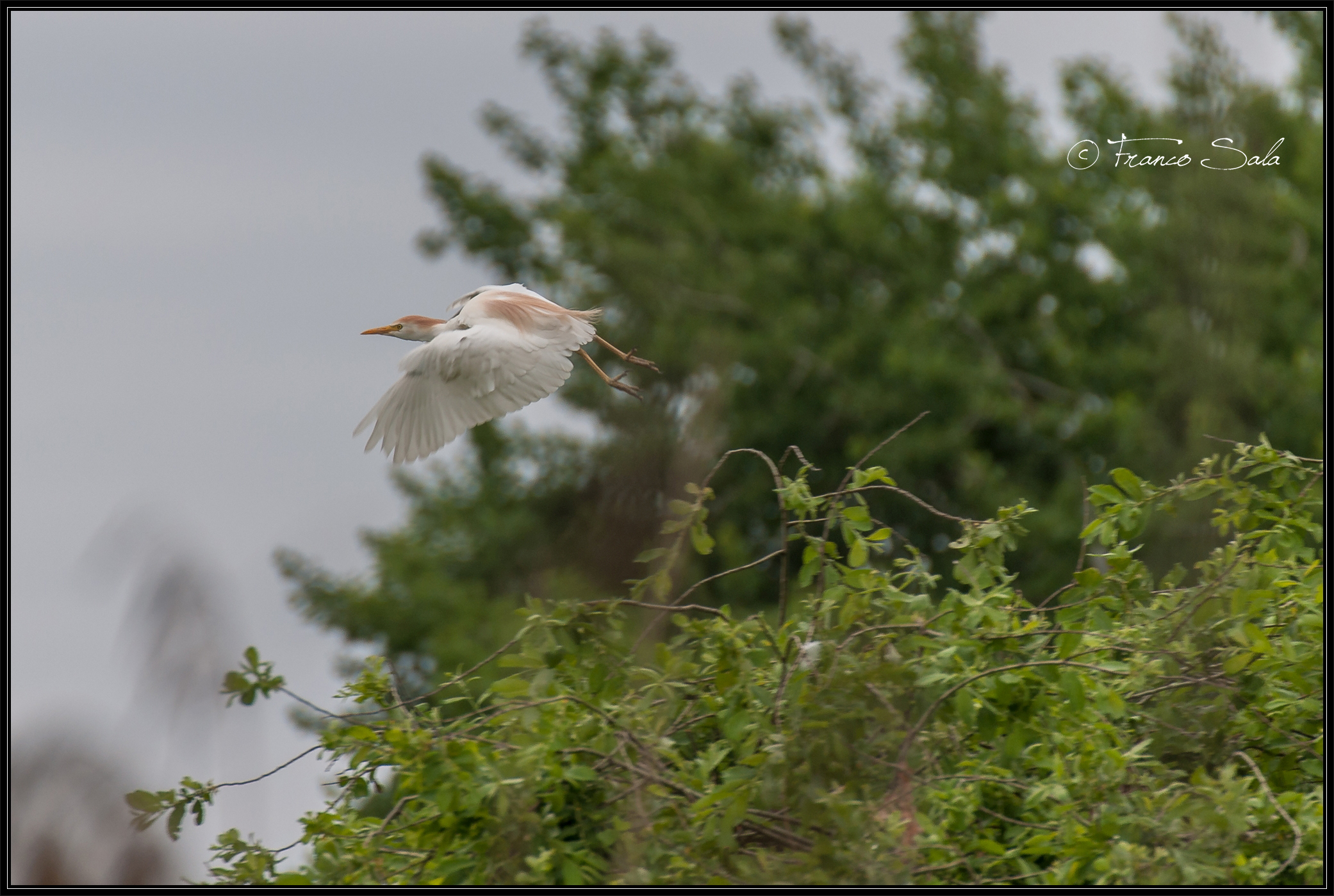 Garzaia of Celpenchio
