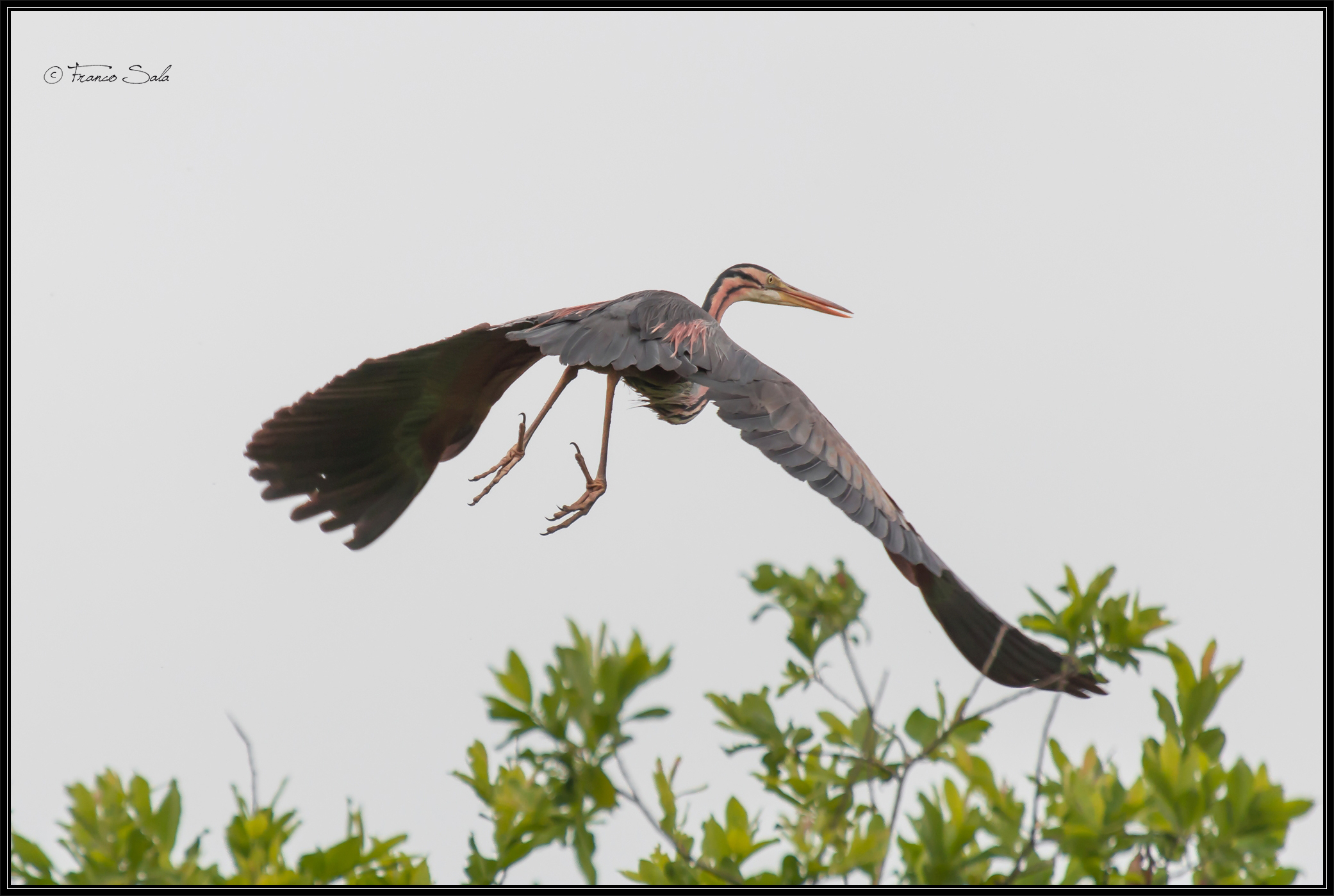 Garzaia of Celpenchio