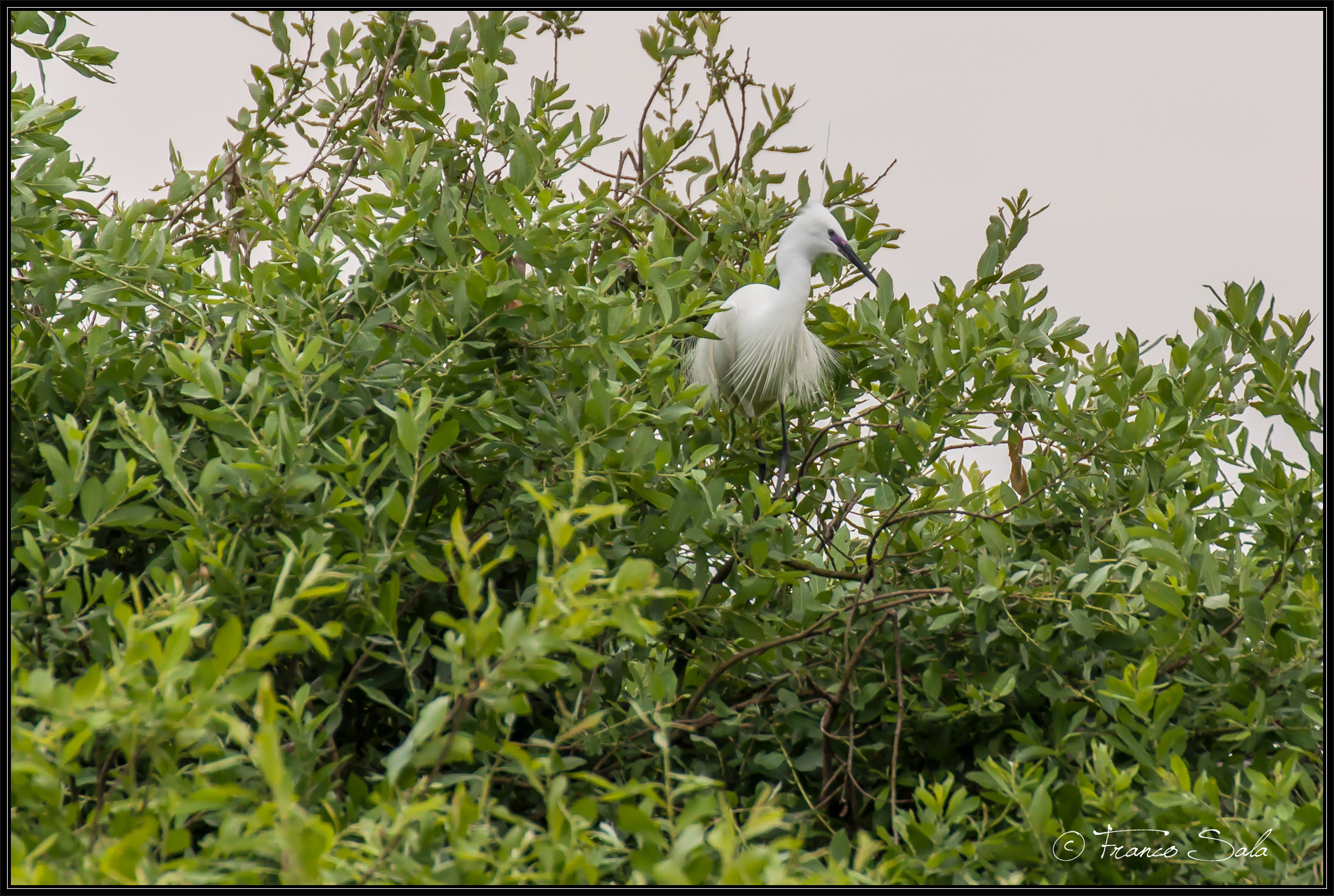 Garzaia of Celpenchio