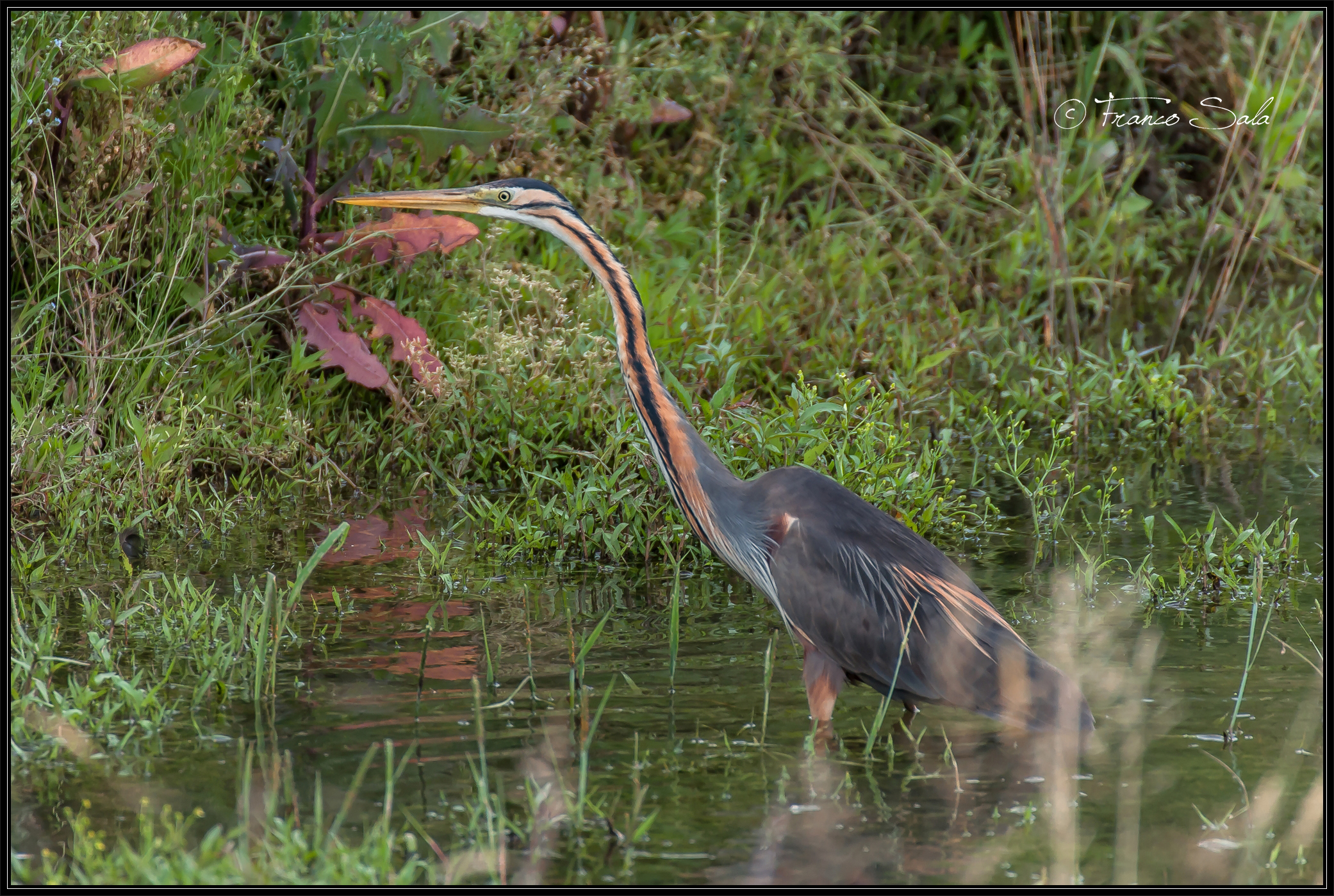 Garzaia of Celpenchio