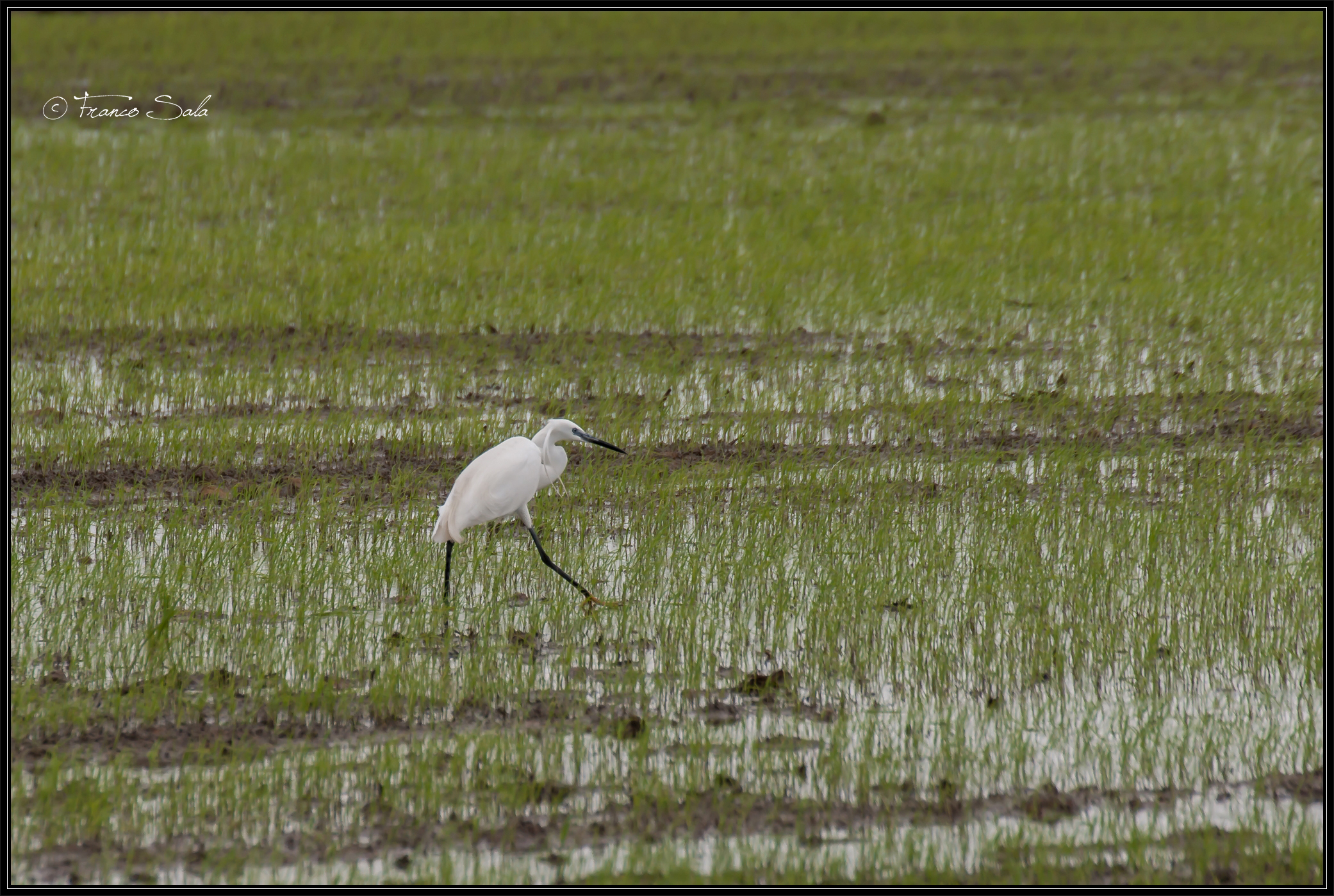 Garzaia of Celpenchio