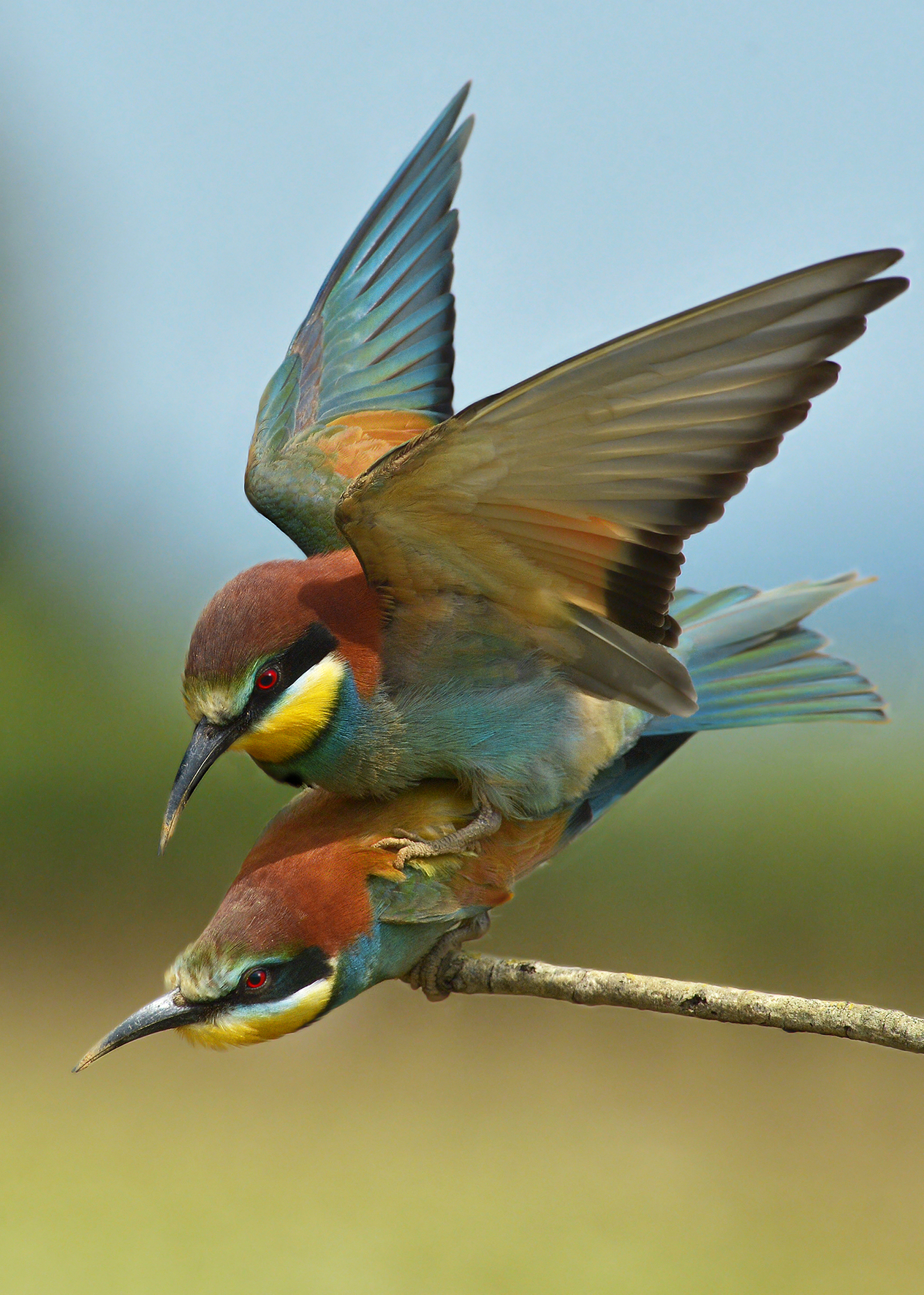 Gruccioni in accoppiamento.