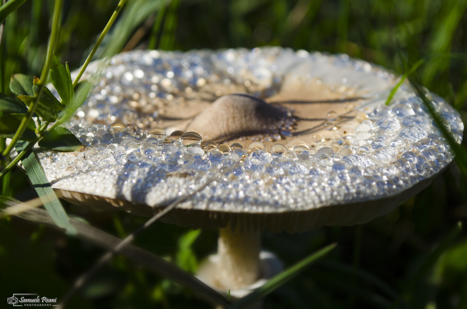 No more flowers... It takes a nice mushroom!