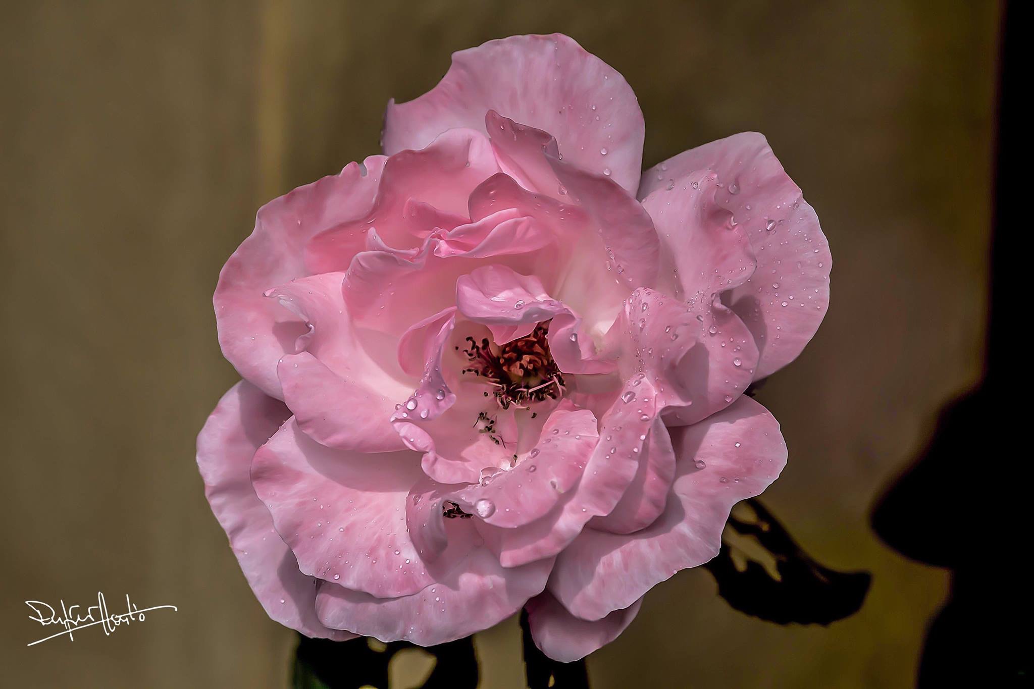 Carla's Rose