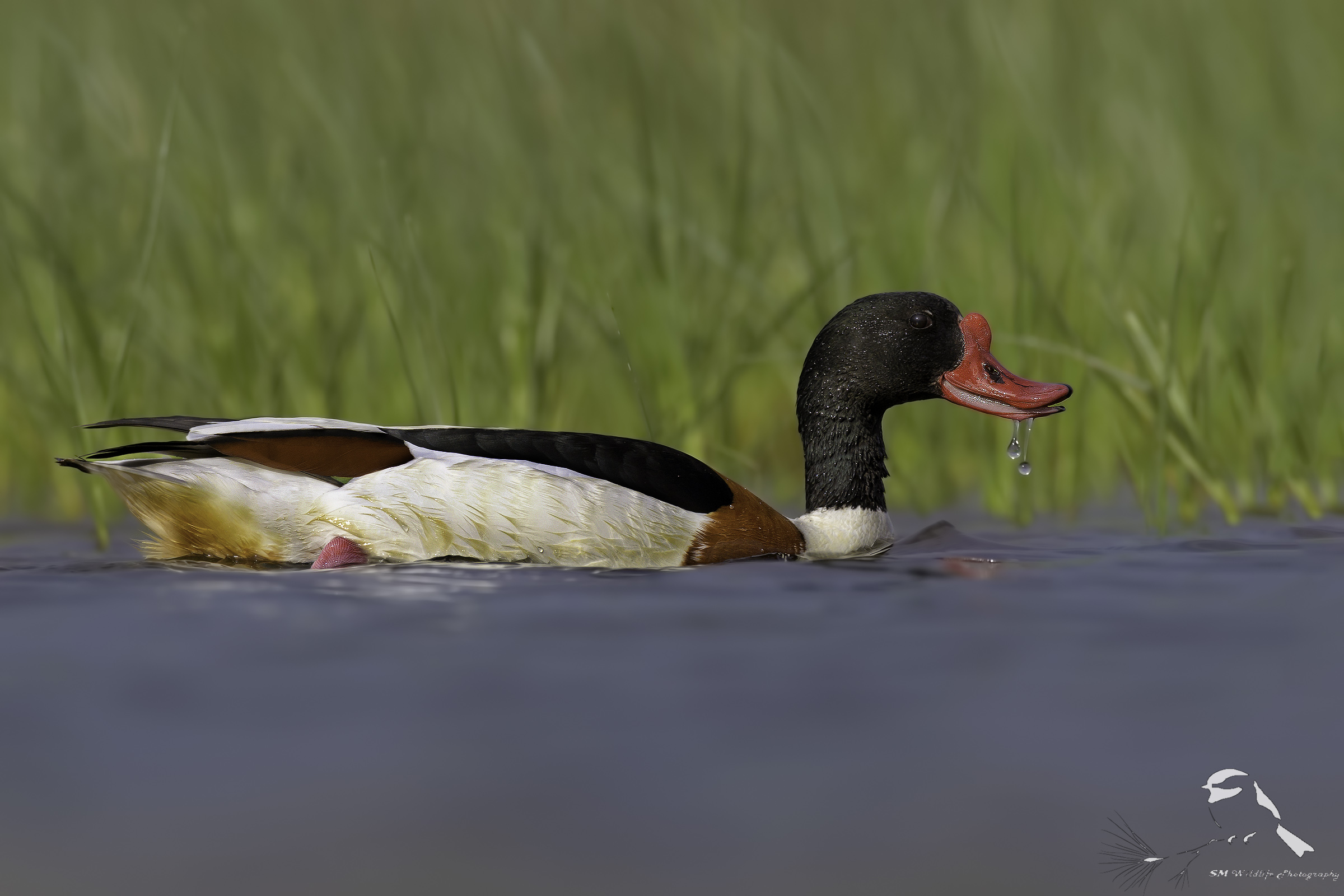 The sneer of the Shelduck