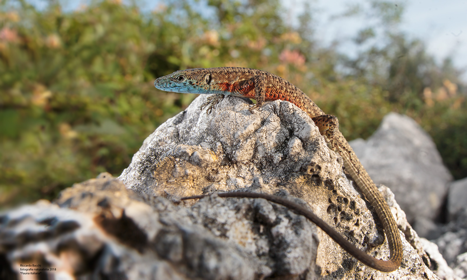 Algiroide Nigropuntatus